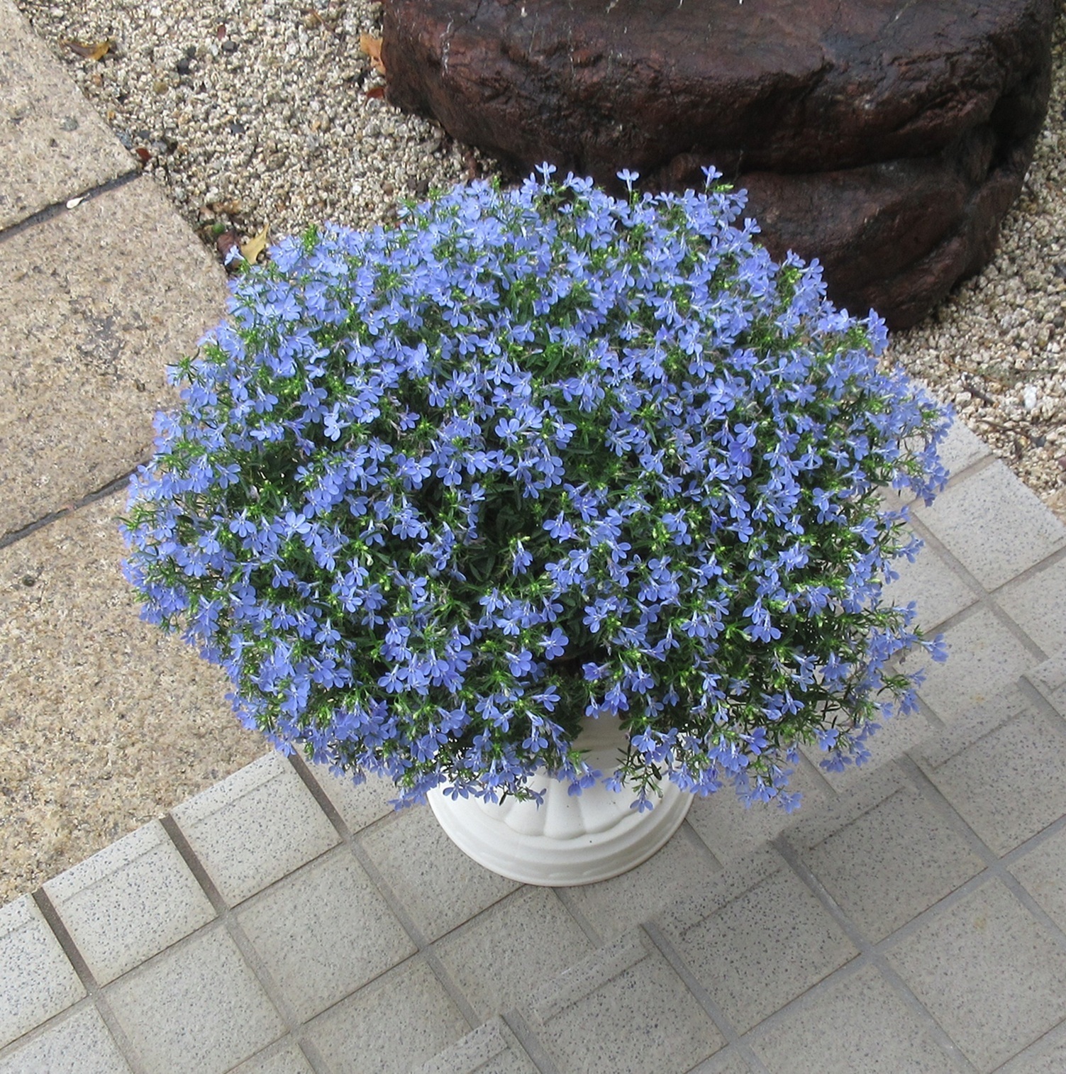 奇跡のアズーロコンパクト スカイブルー | SUNSUNガーデン