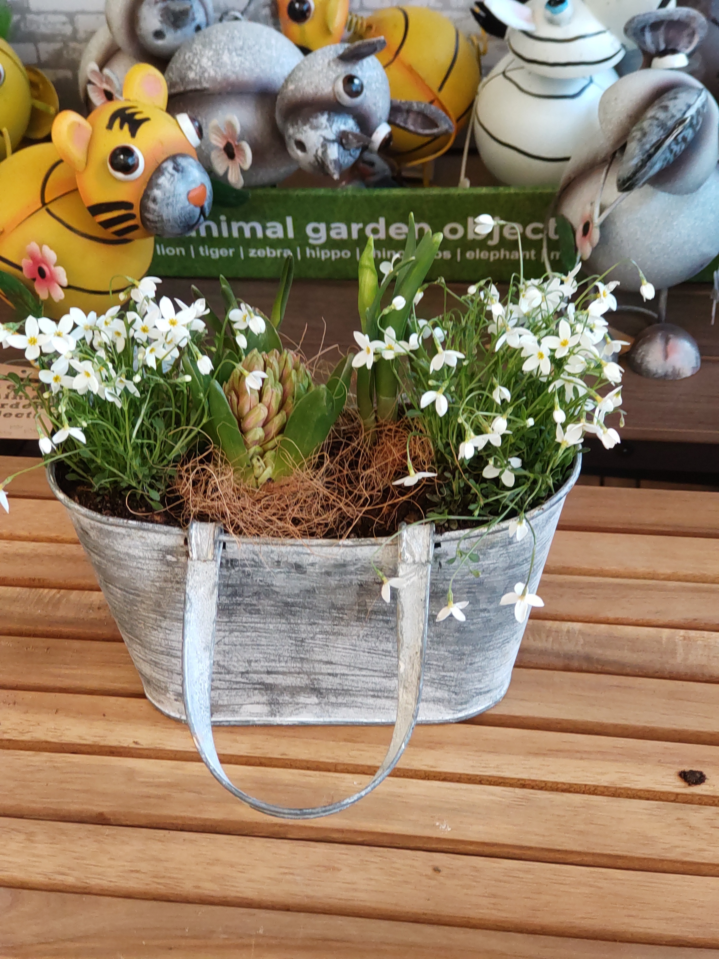 芽出し球根の寄せ植え🪻✨💚 | CAINZ DIY Square