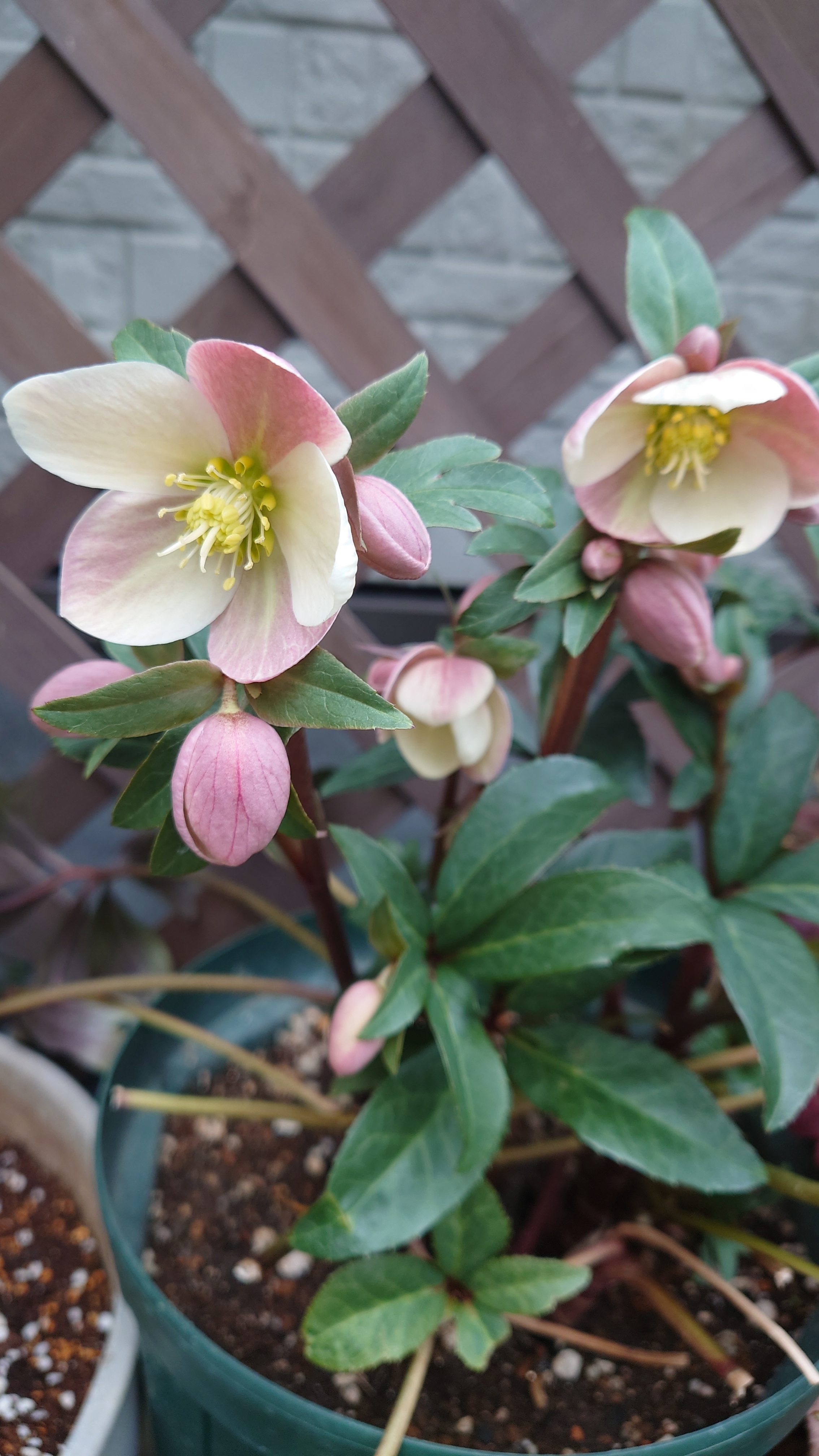 クリスマスローズ マエストロ 2026 | CAINZ DIY Square