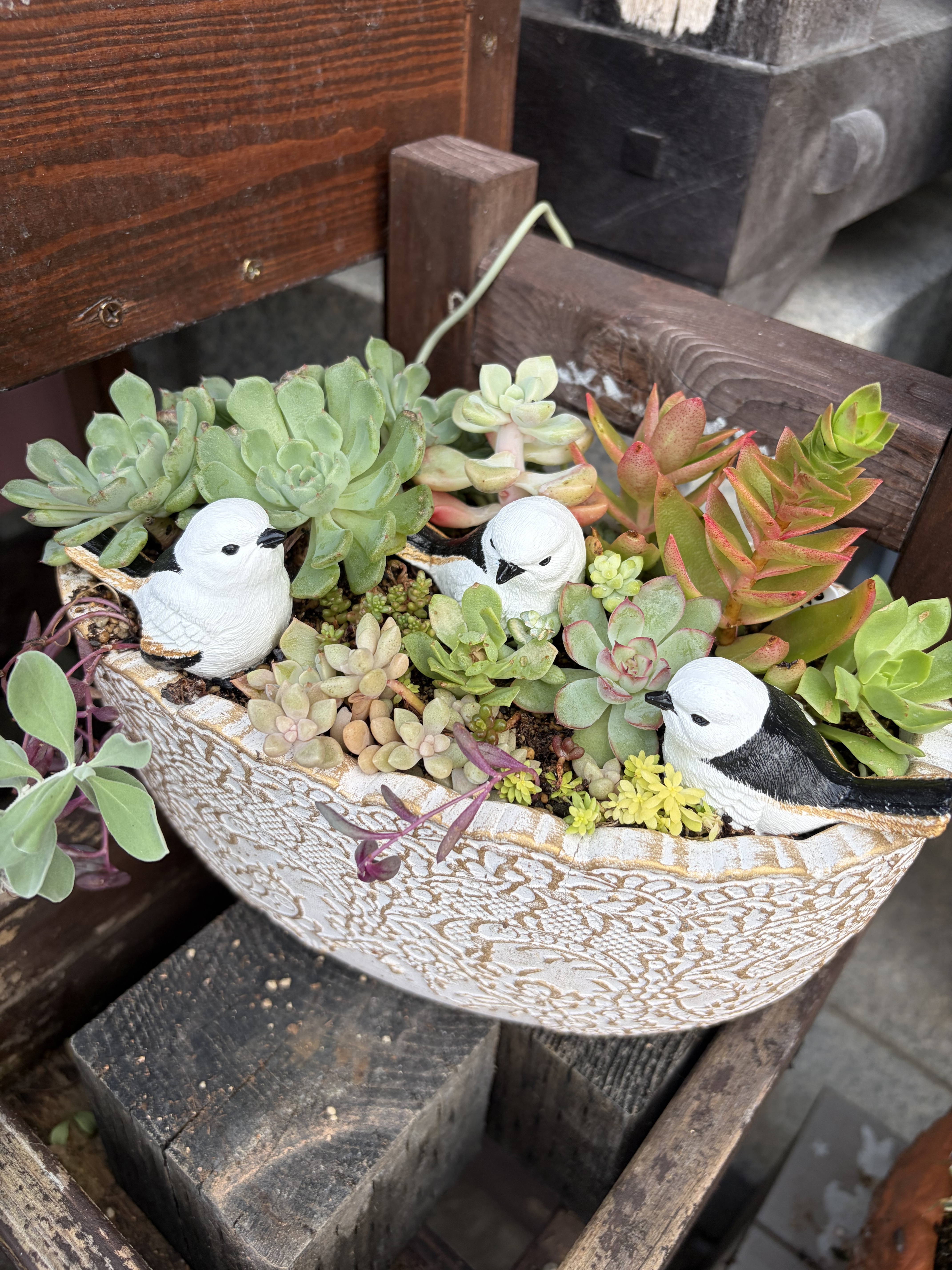 多肉の寄せ植え | CAINZ DIY Square