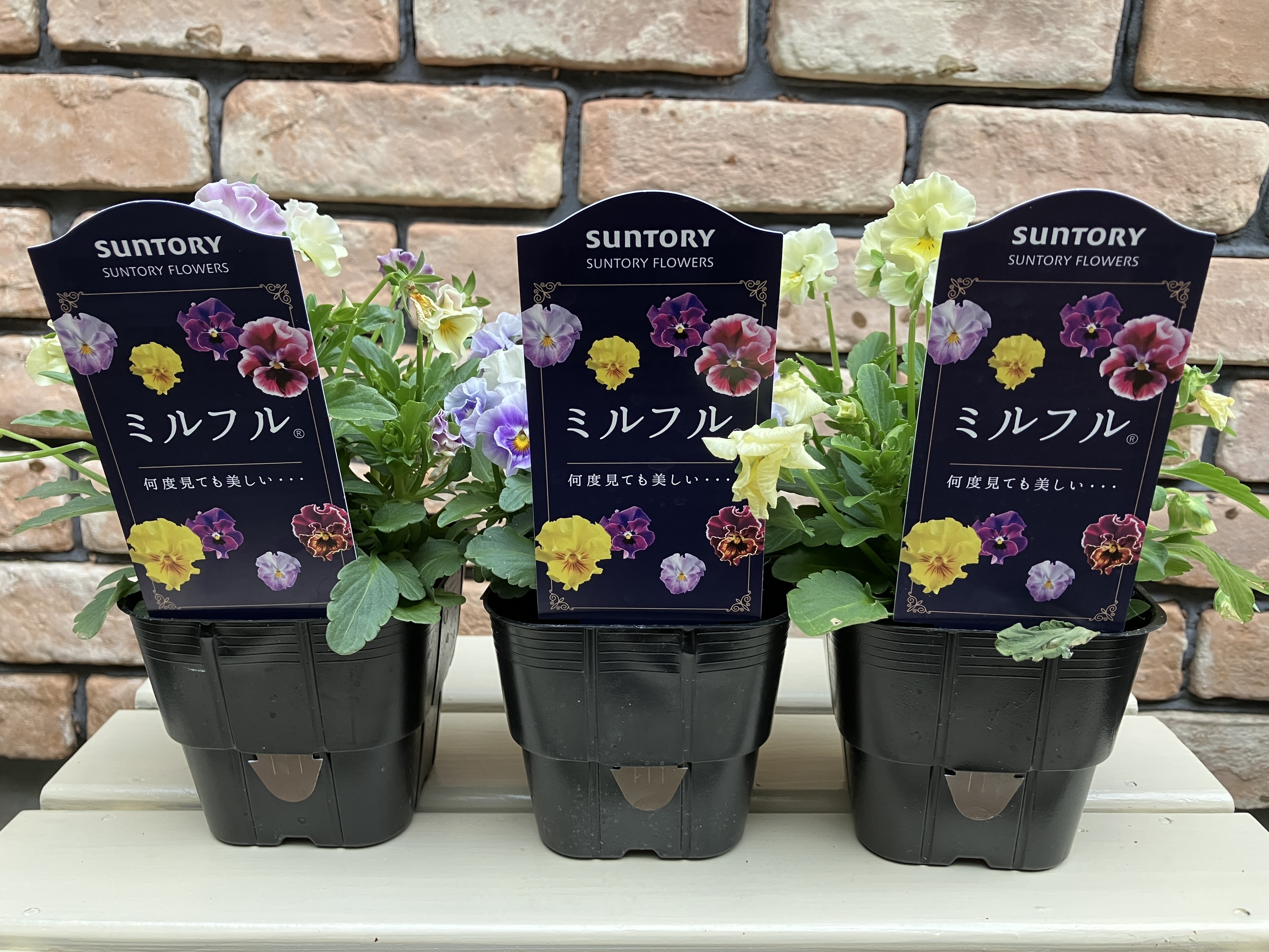 ミルフル ミックスフリル | SUNSUNガーデン