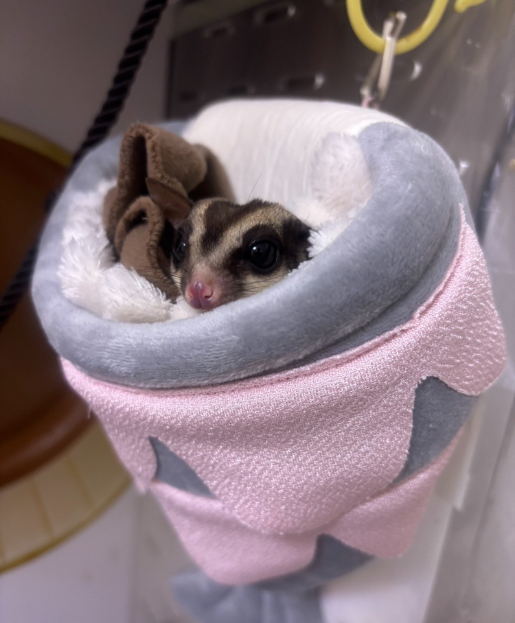 （モモンガ）スグリ君の大好物を育てるよ