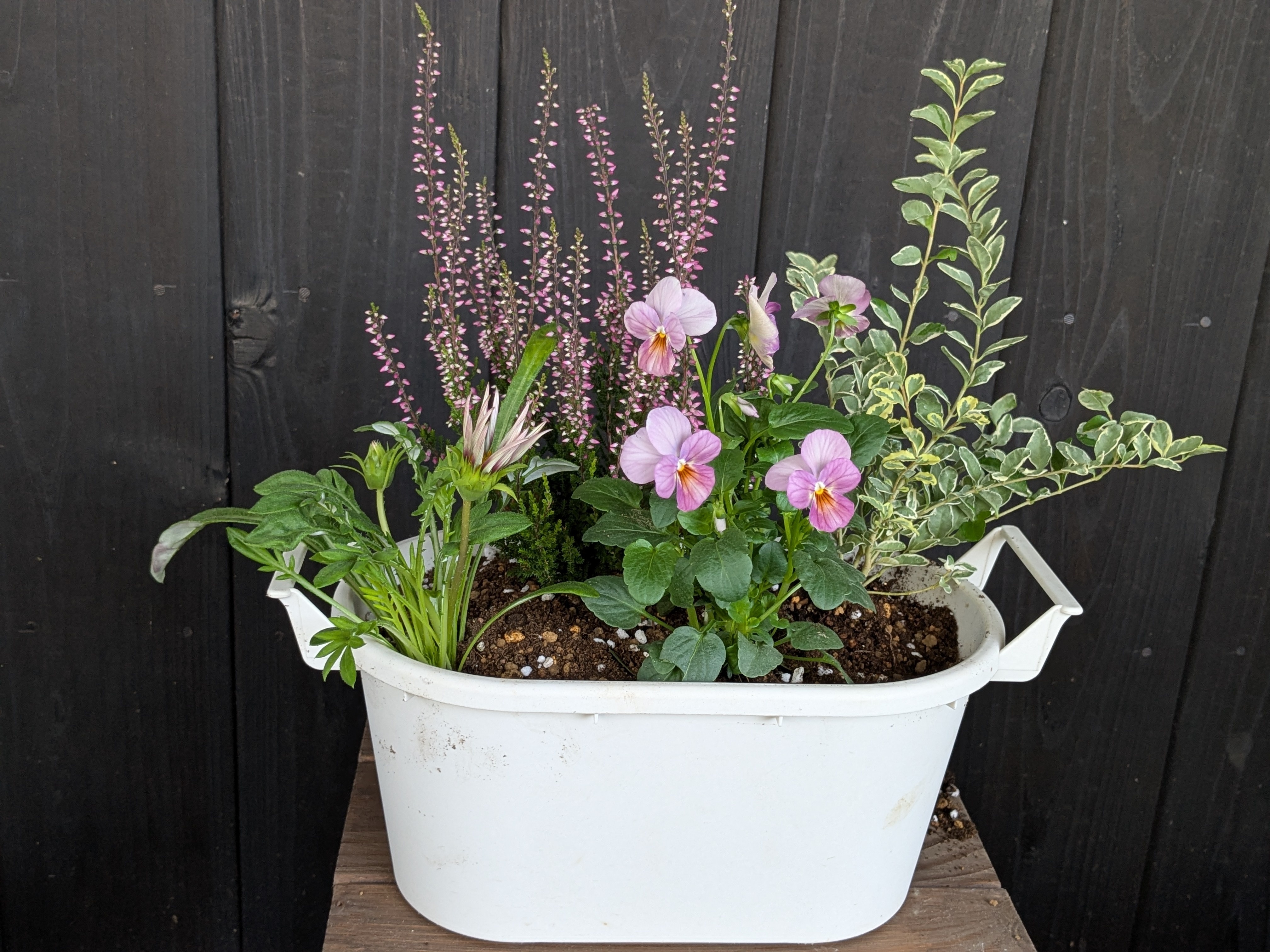 寄せ植えバイキング3 | CAINZ DIY Square