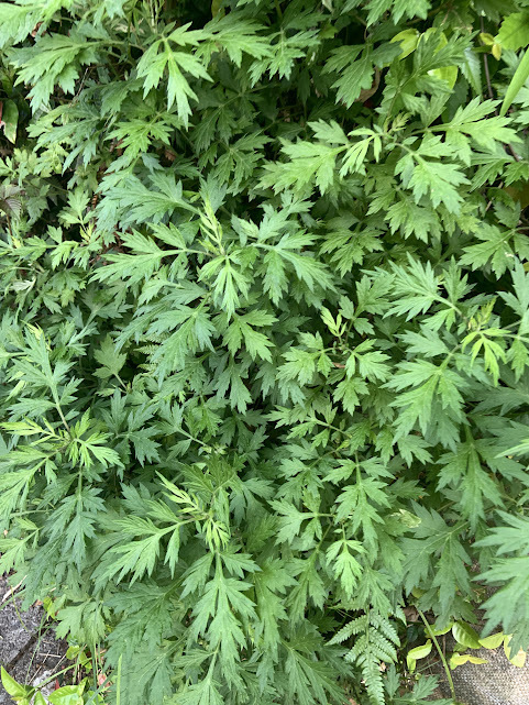 ヨモギ!🌿 | SPICE&HERB COMMUNITY