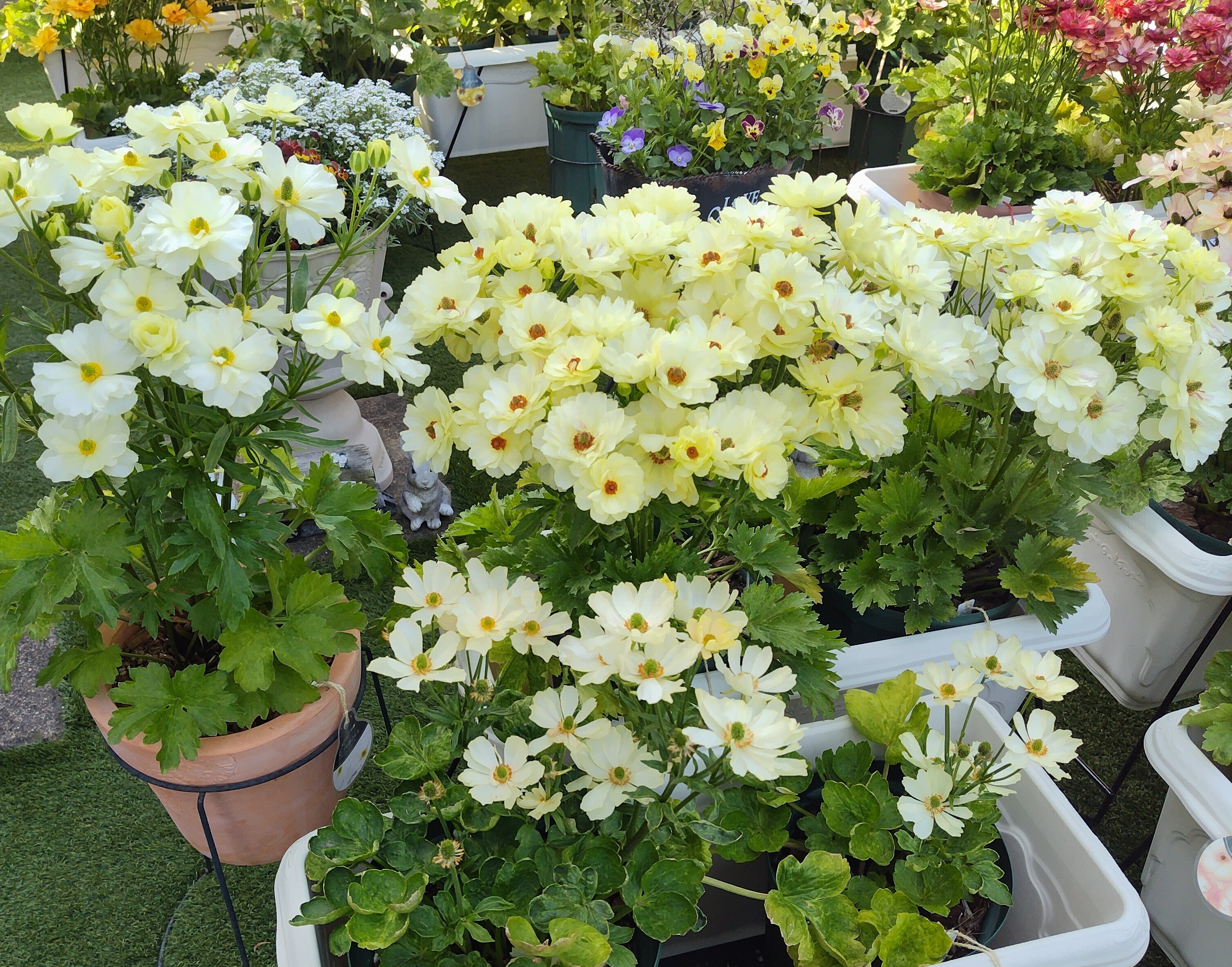 ホワイト系のラナンキュラスラックス | CAINZ DIY Square