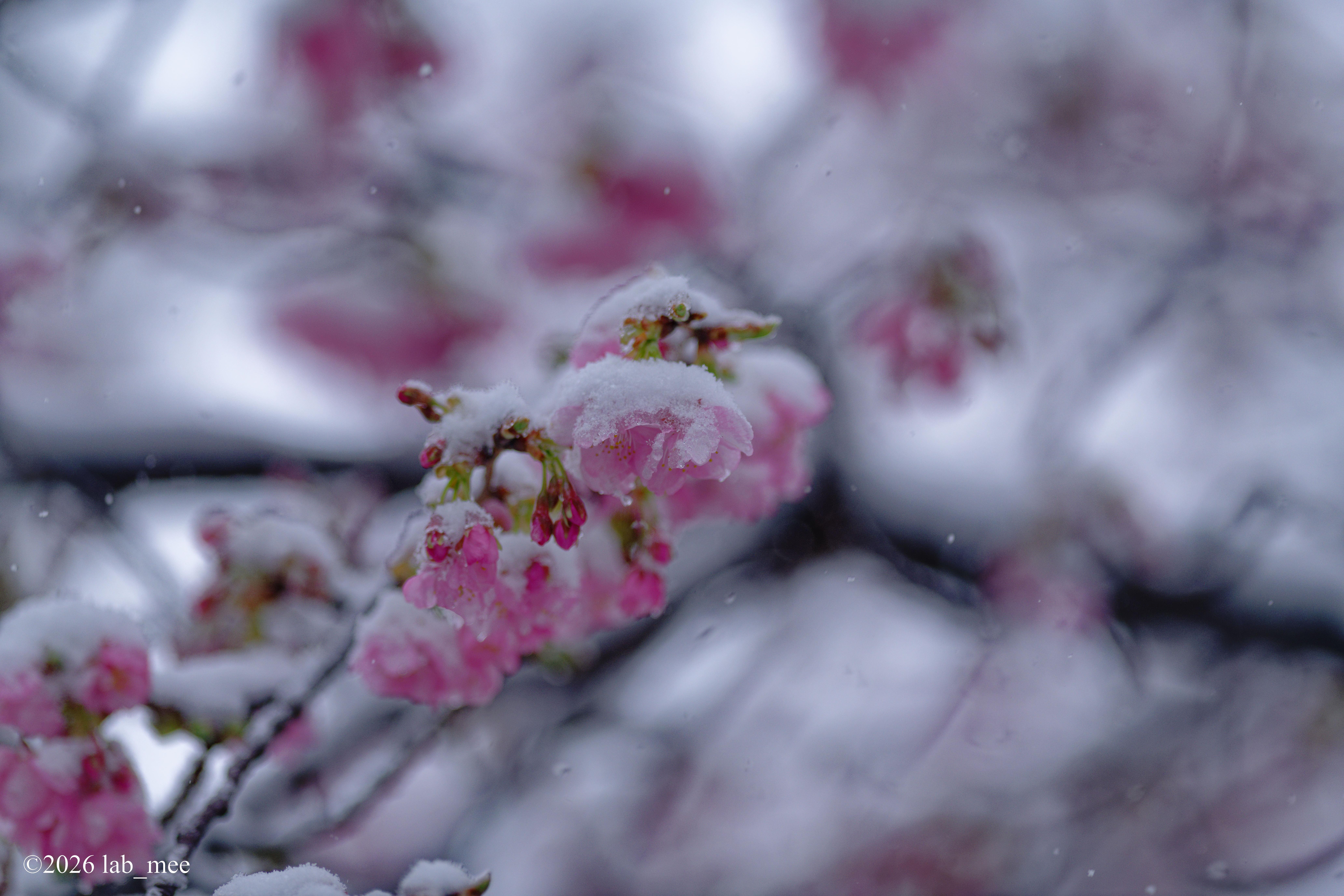 【早咲きの花】 雪桜 | PHOTO HUB by nikkor club