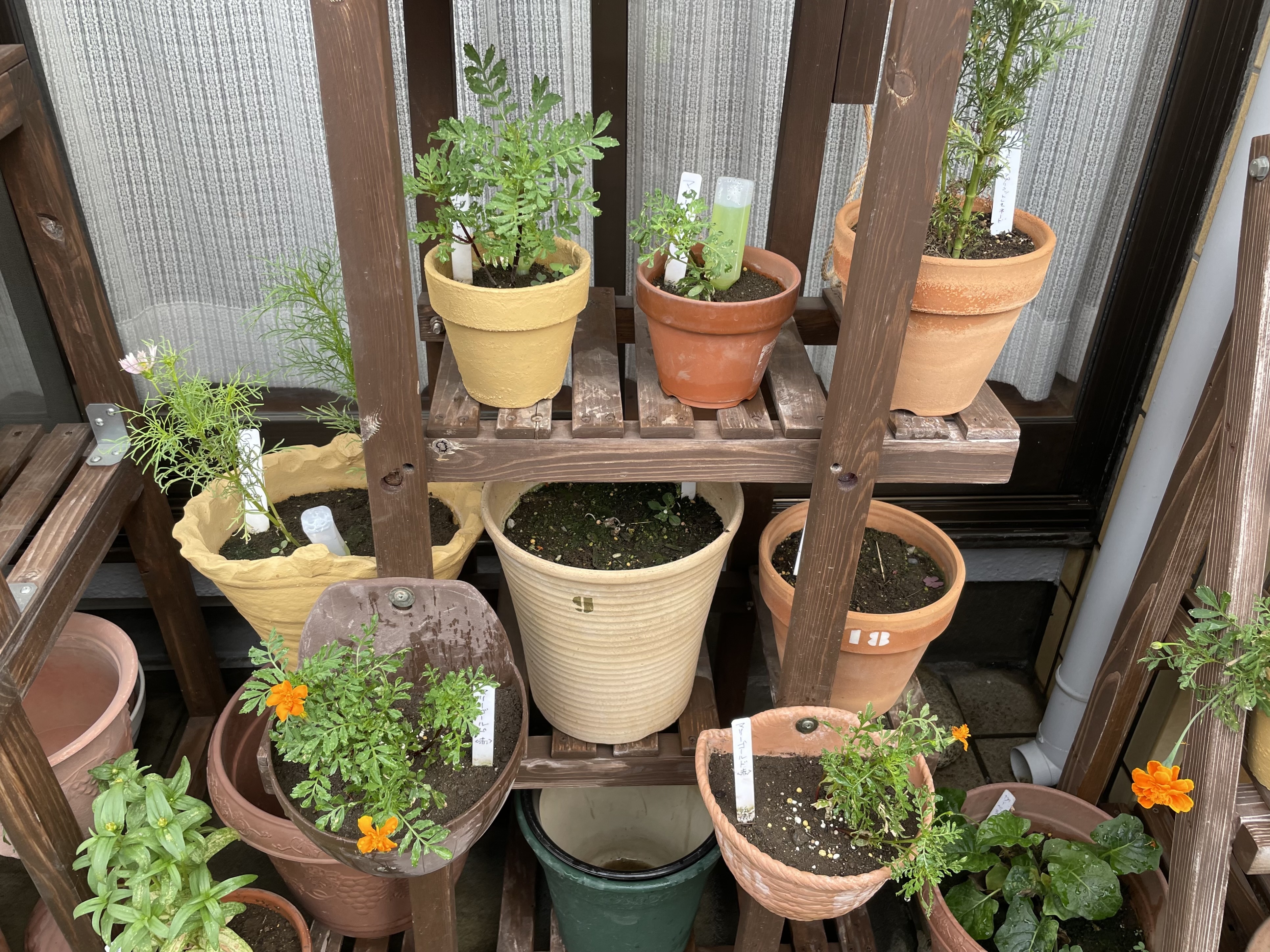 マリーゴールド、4号素焼き鉢で開花してからの移植 | CAINZ DIY Square
