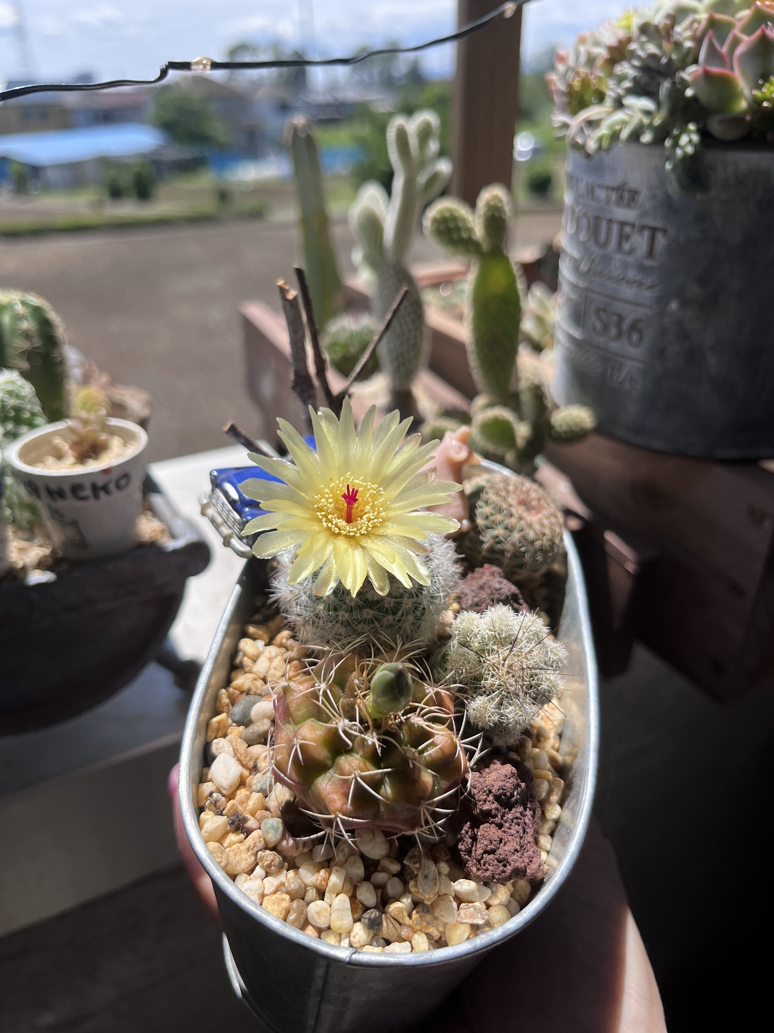 サボテンの花🌵 | CAINZ DIY Square