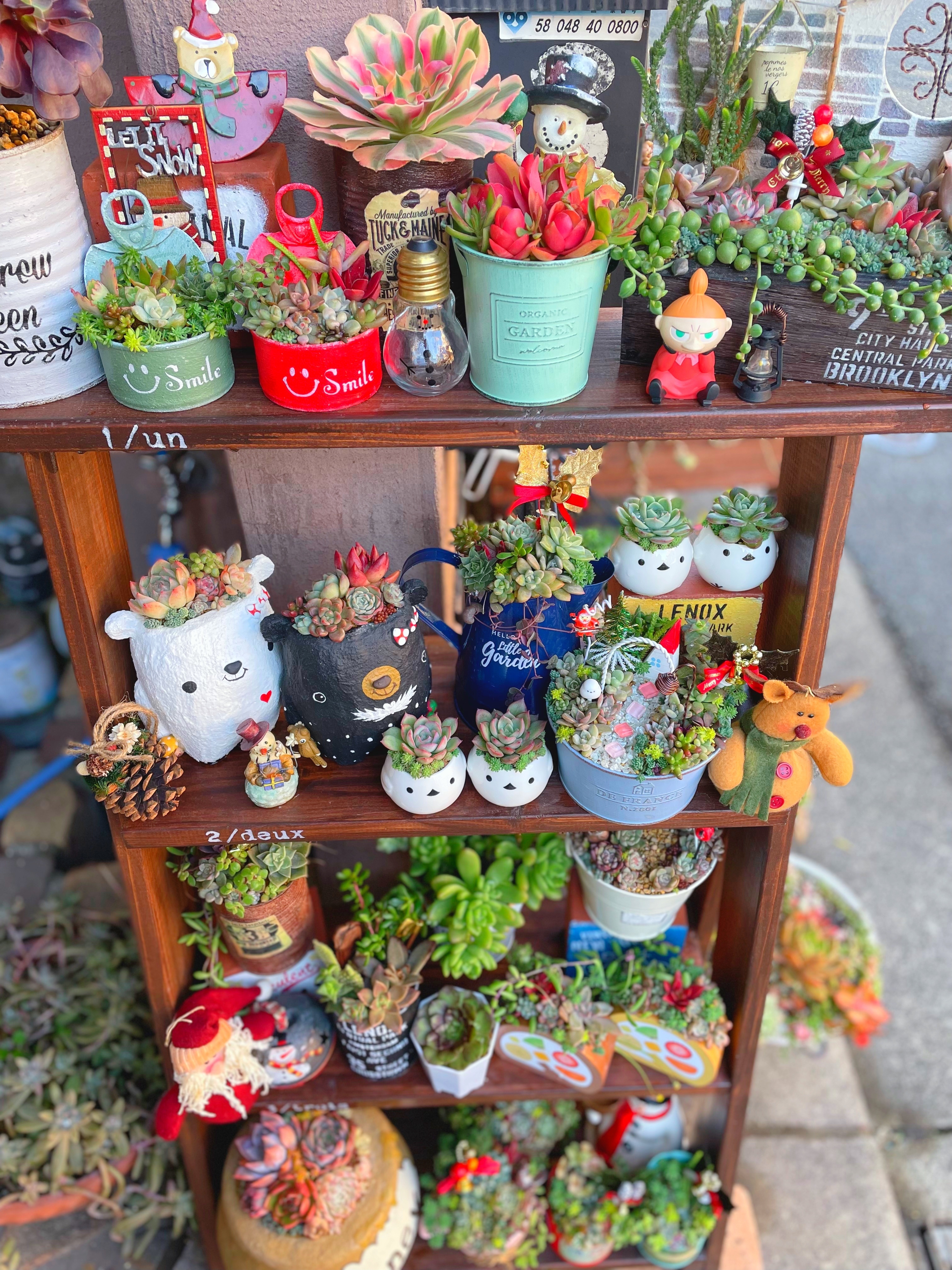 多肉の寄せ植えクリスマスデコレーション🎄✨✨ | CAINZ DIY Square