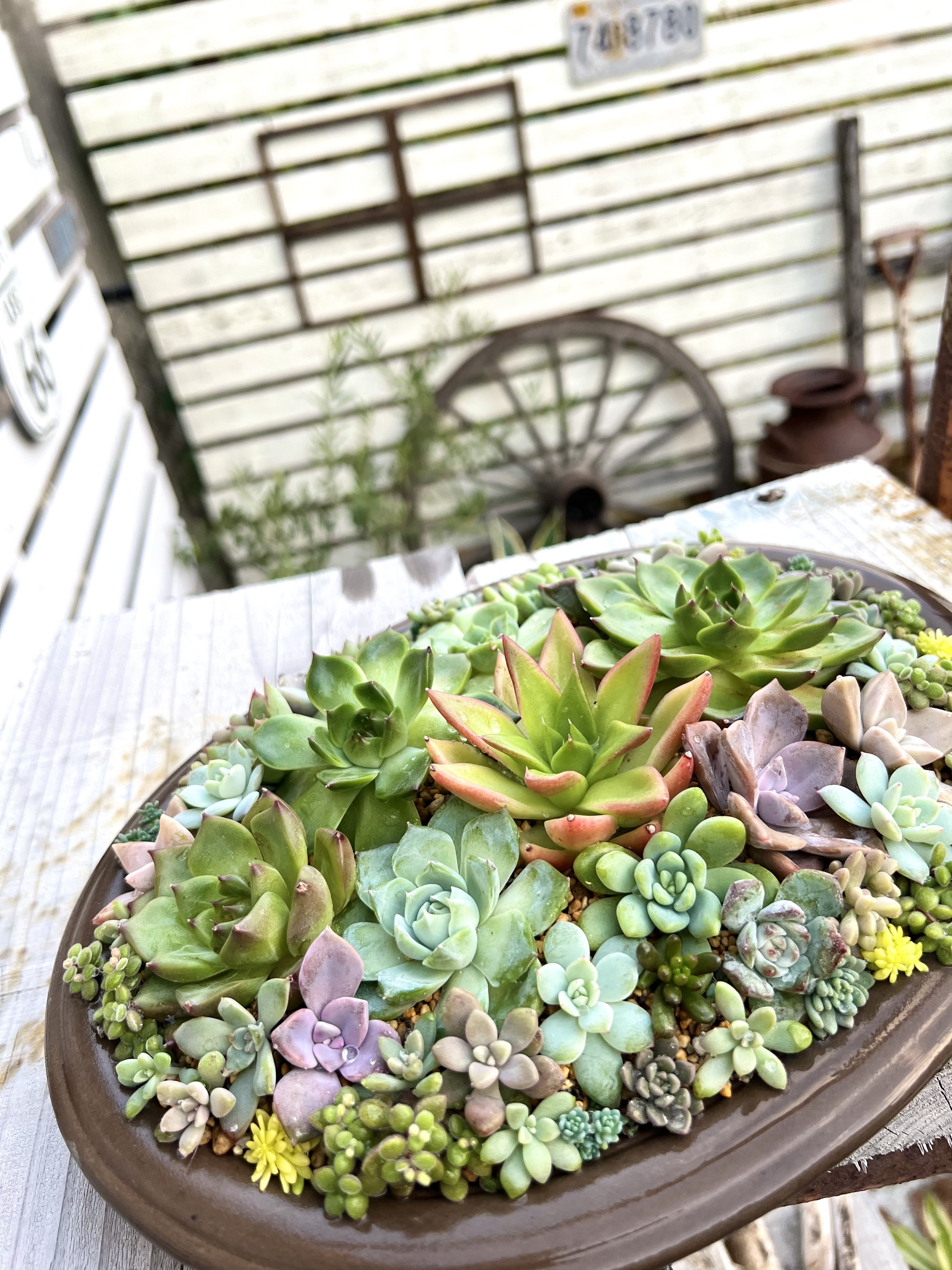 盆栽用鉢に寄せ植え | CAINZ DIY Square