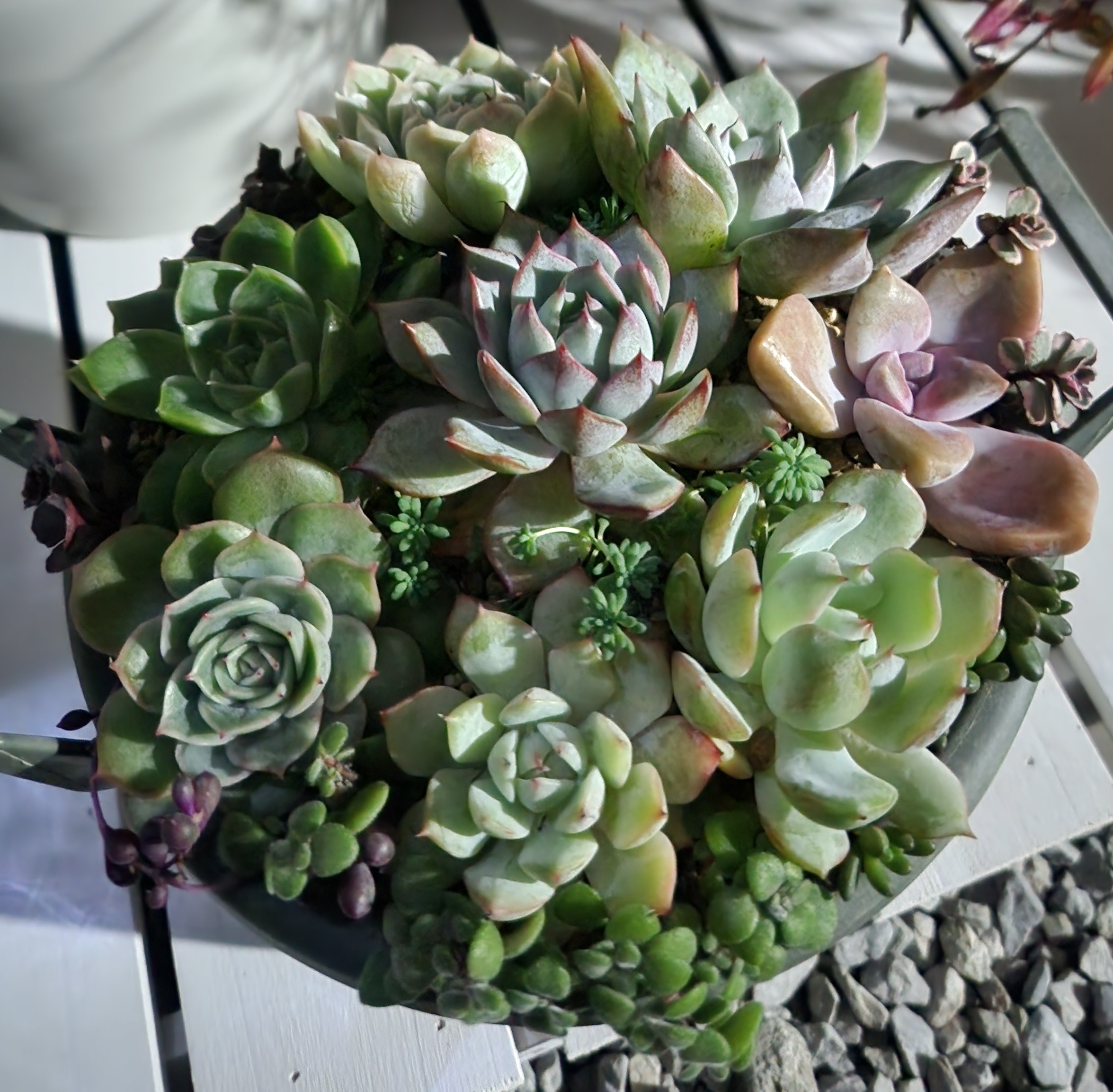 多肉の寄せ植え | CAINZ DIY Square