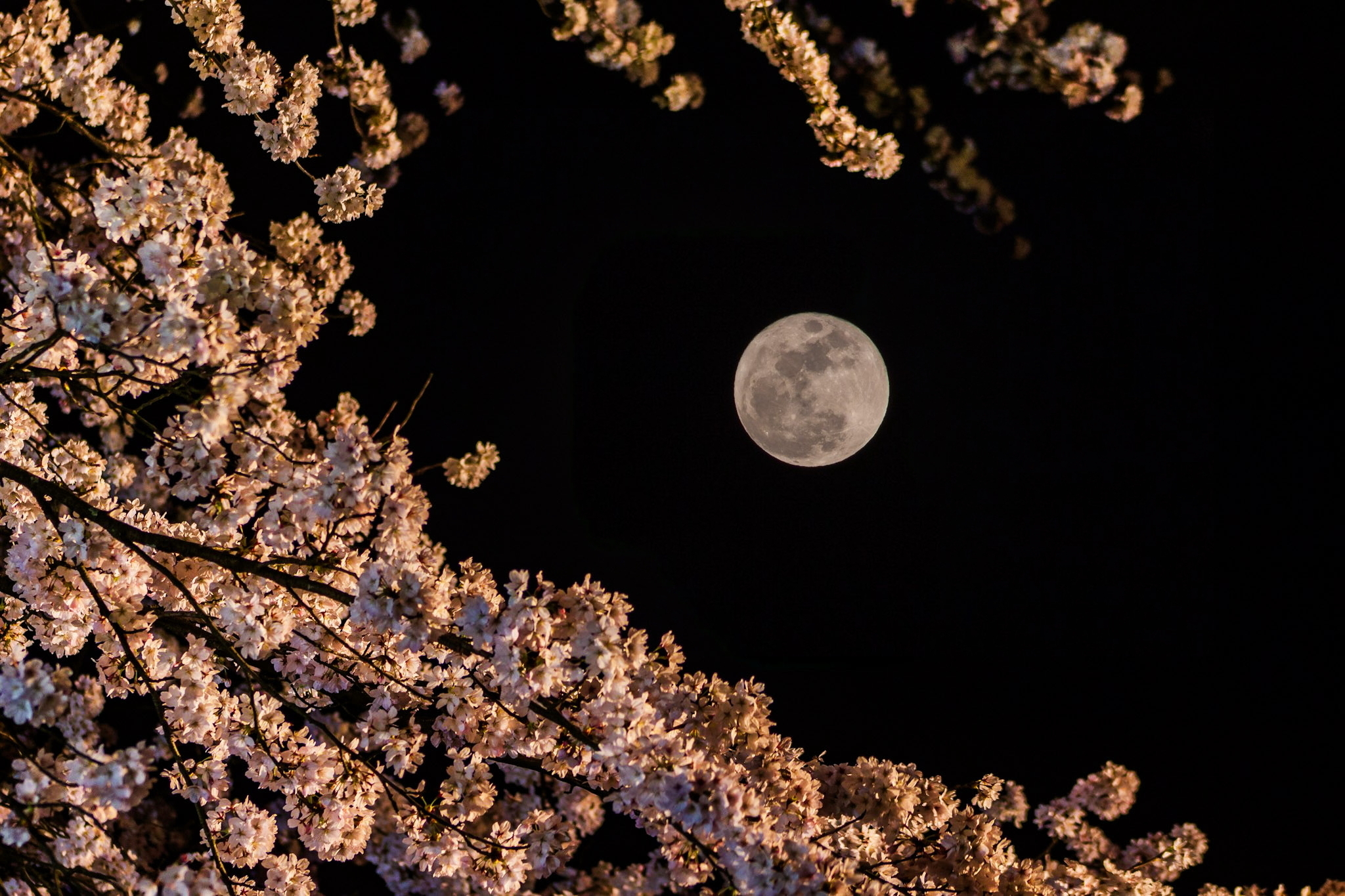 夜桜🌸とピンクムーン🌕おまけ | TORQUE STYLE