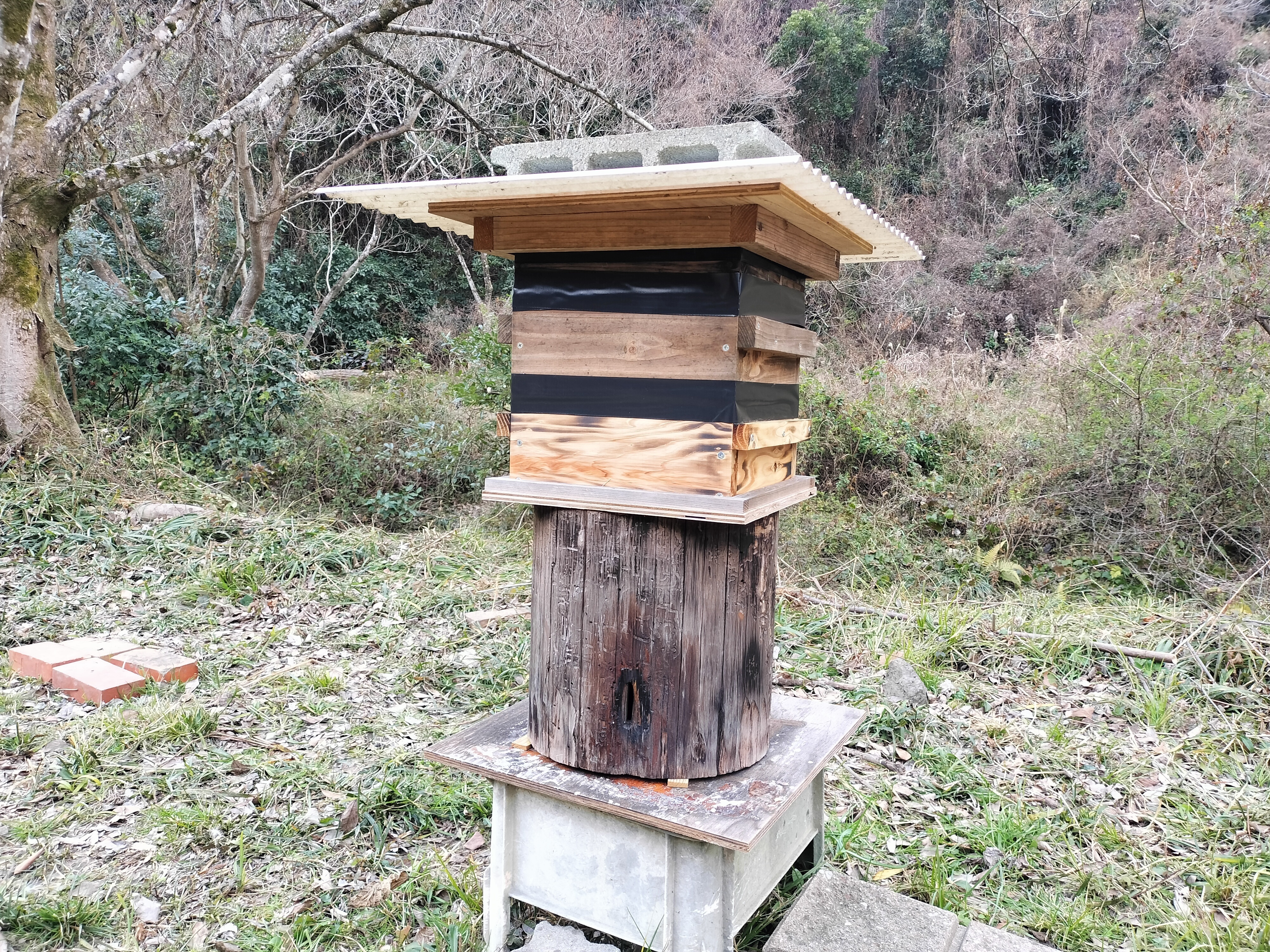 ニホンミツバチ、春の分蜂にむけて | イオンモバイルひろば