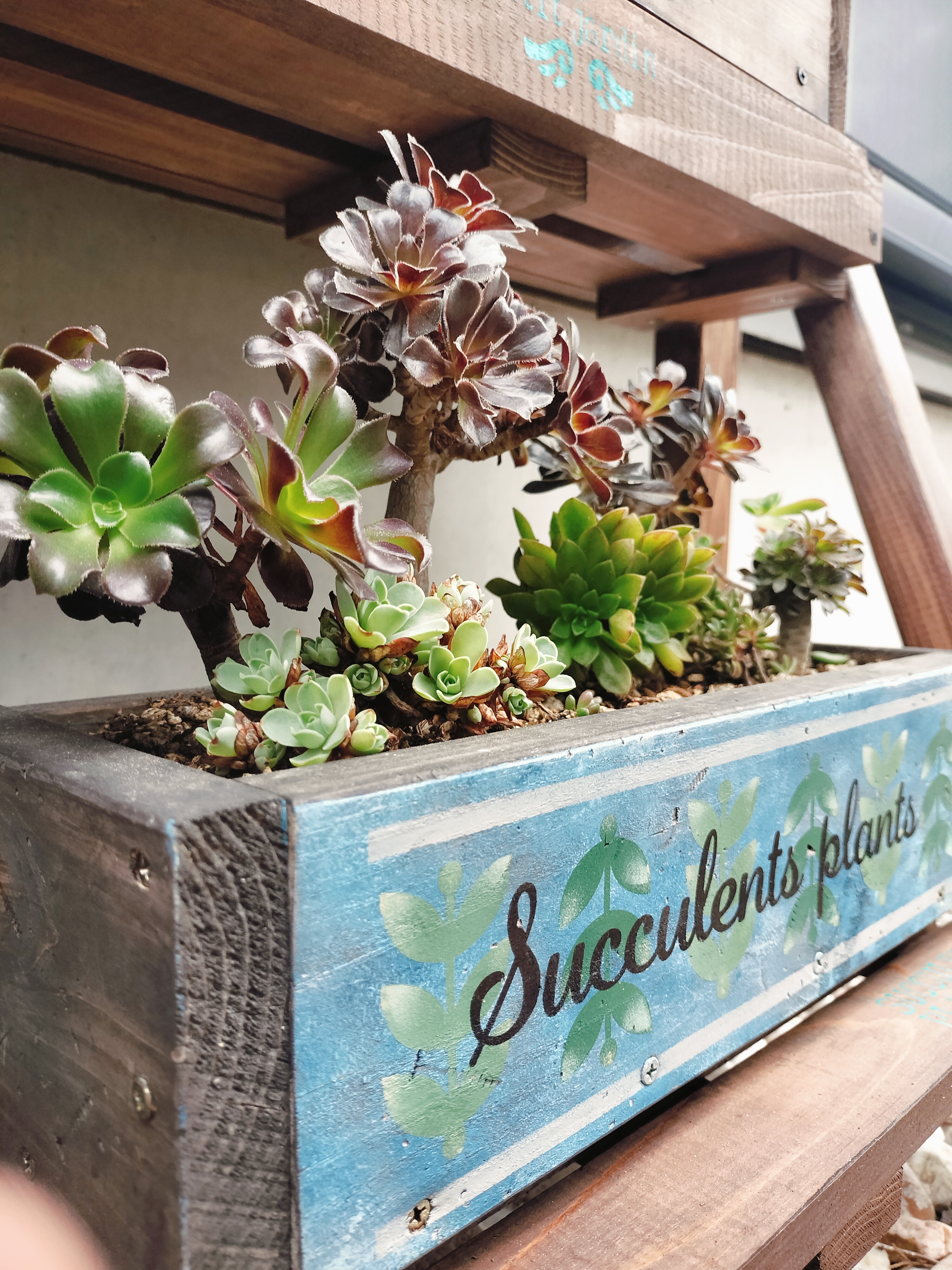 B&B スモールボックス アエオニウムの寄せ植え | CAINZ DIY Square