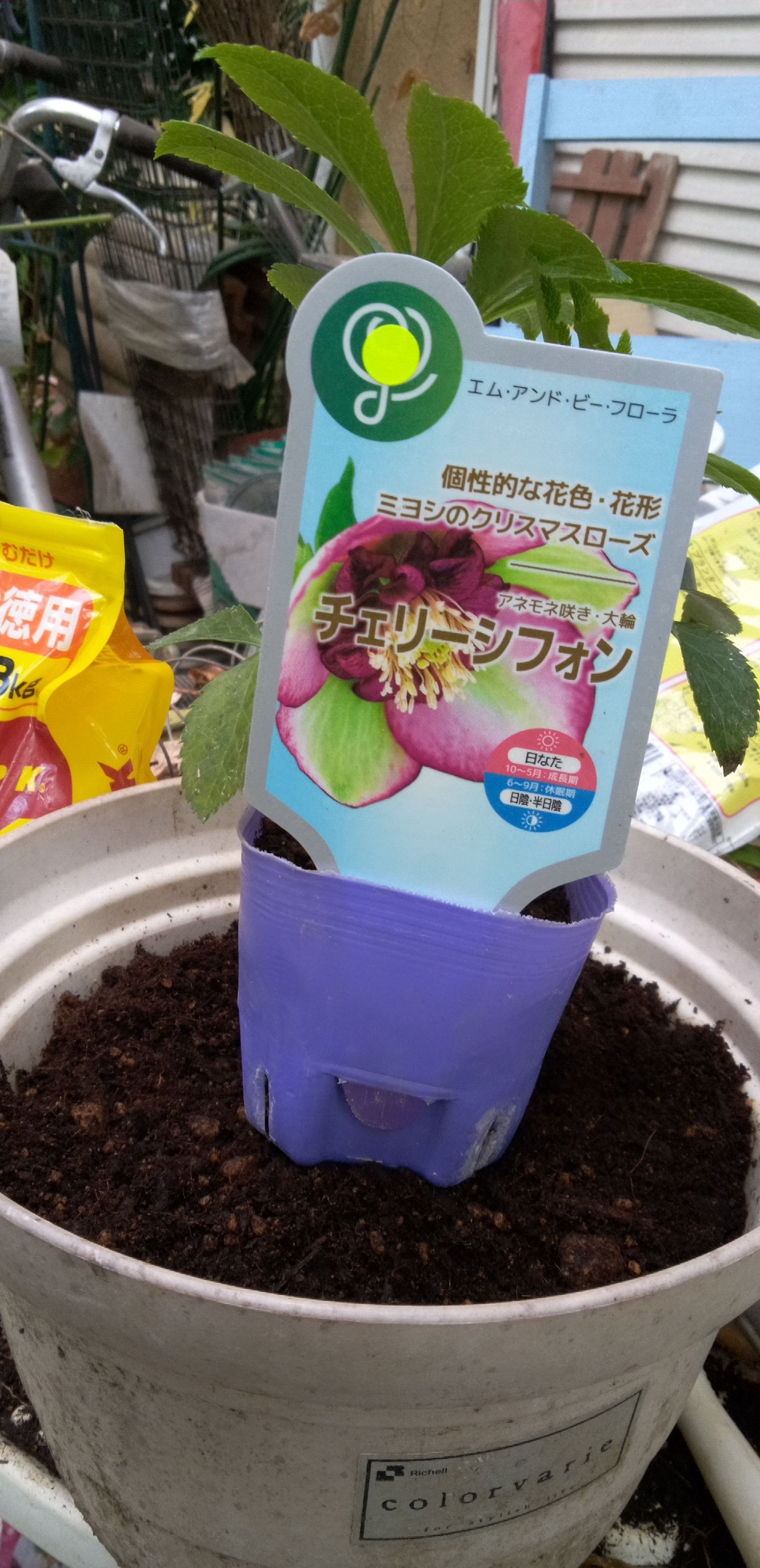 クリスマスローズの苗の植え替え | CAINZ DIY Square