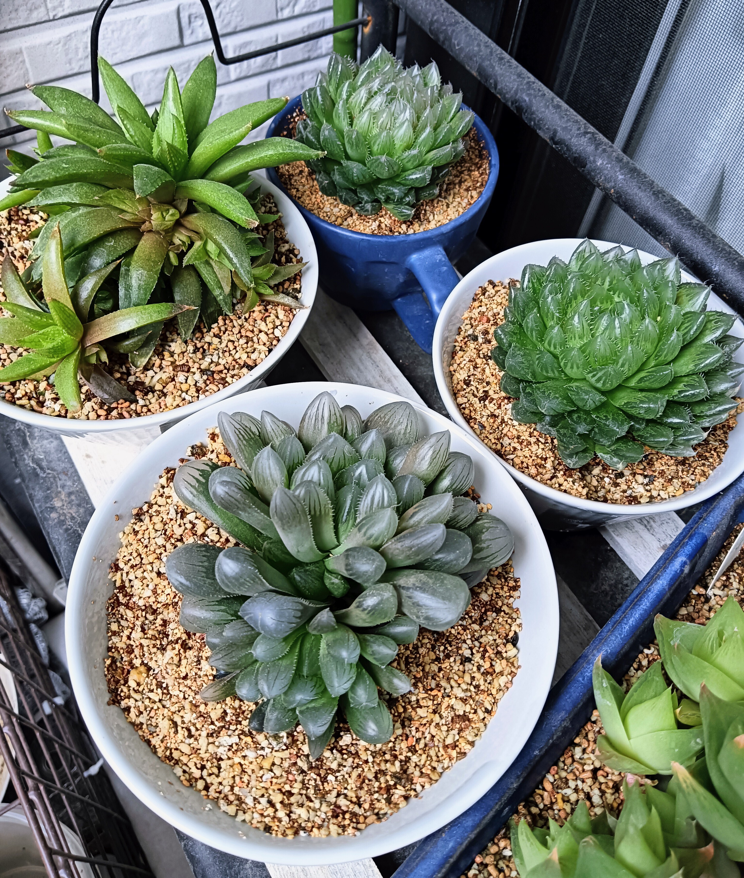 窮屈そうだったので『ハオルチア』植え替えしました。 | CAINZ DIY Square