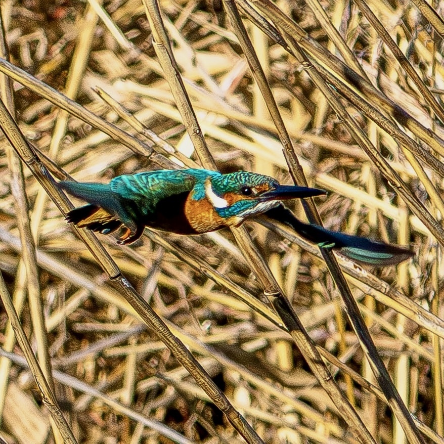 今日は『大カワセミ祭』でした | スバ学＜SUBARU公式ファン