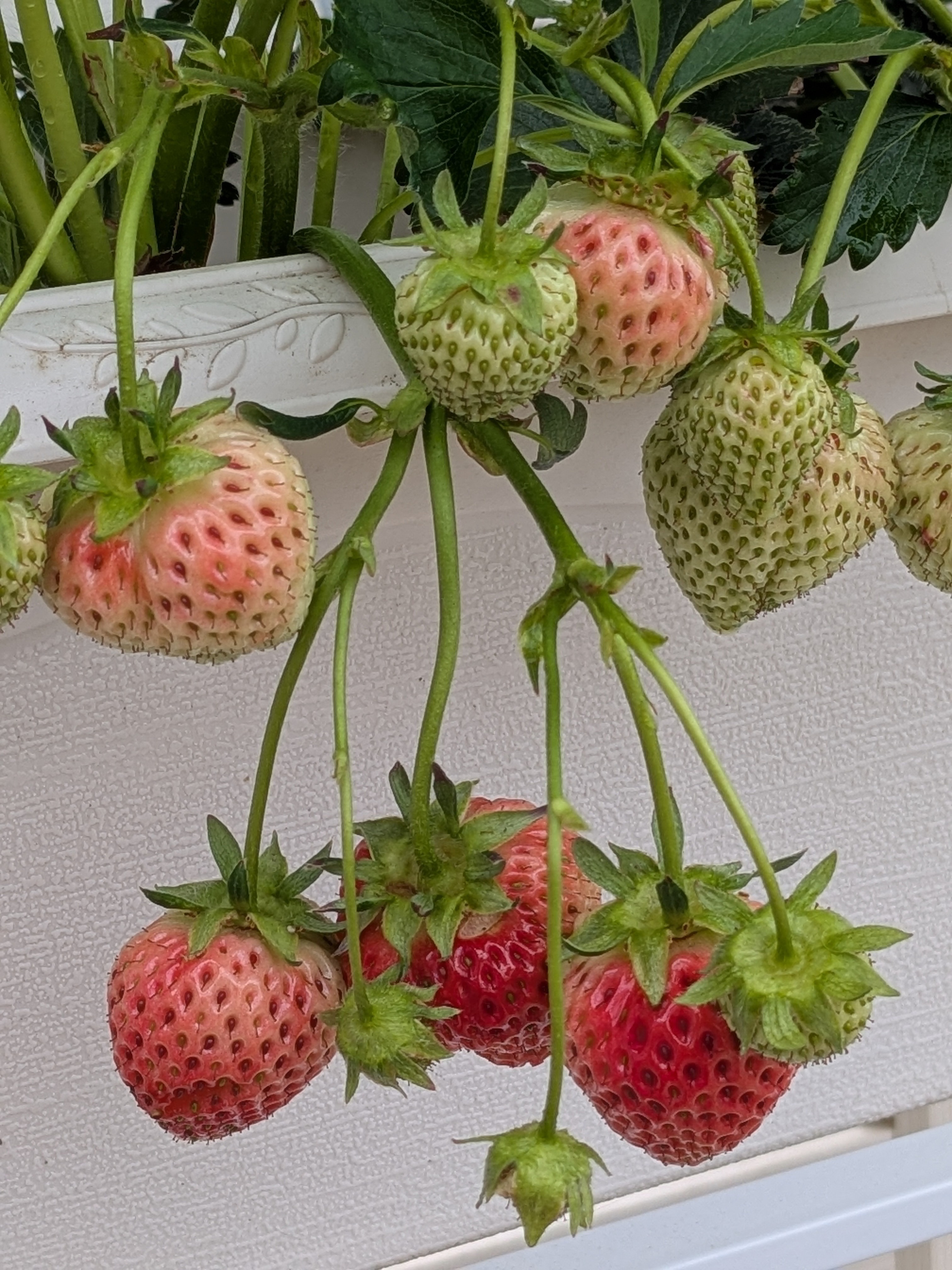 イチゴの実が赤くなってきました🍓 | CAINZ DIY Square