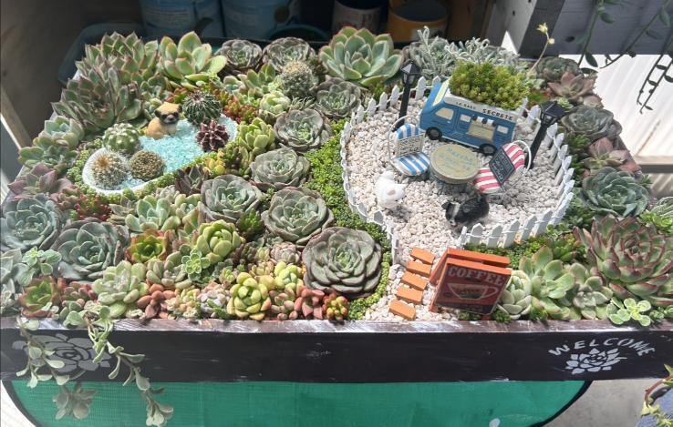 ♥多肉箱庭♥ | CAINZ DIY Square