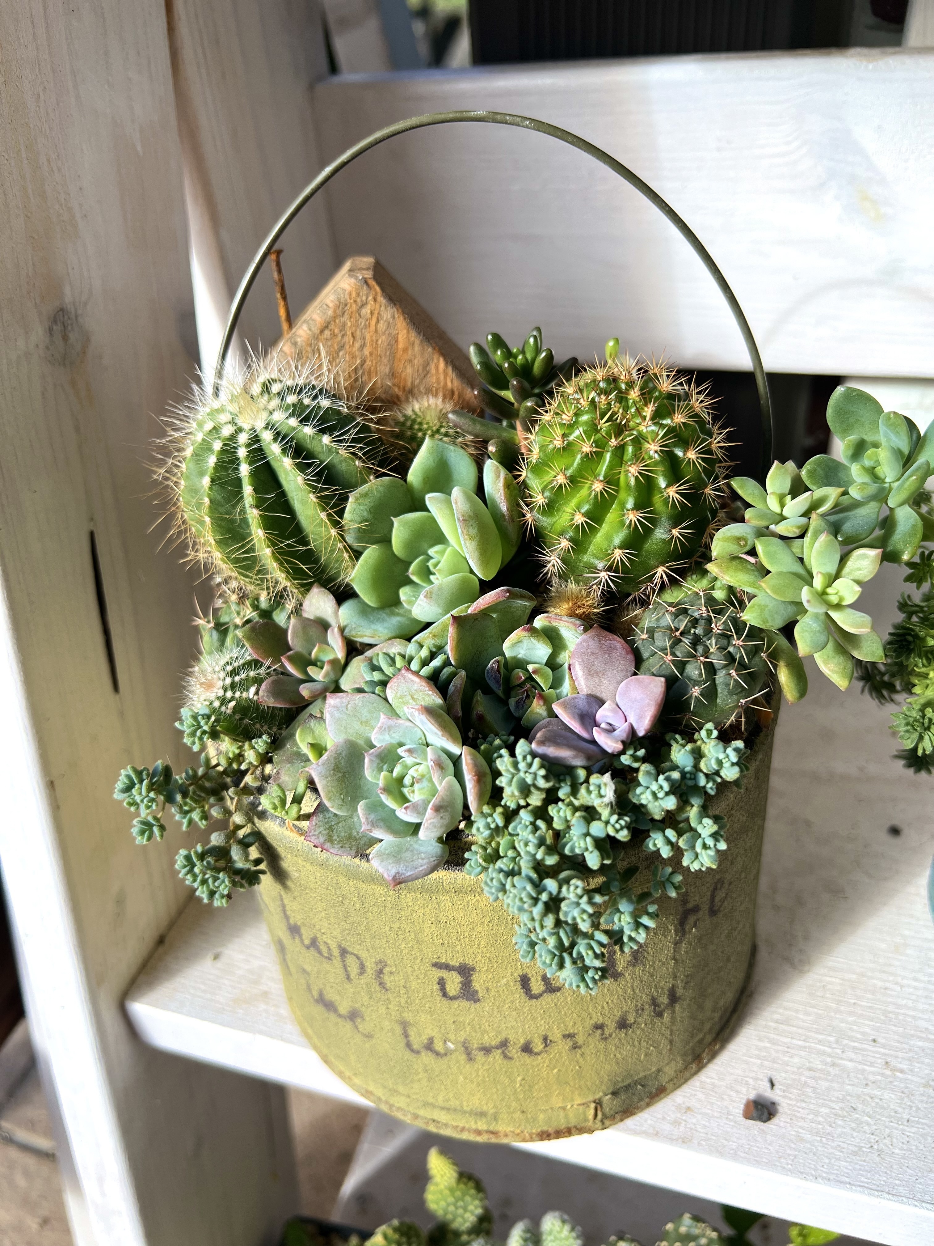 寄せ植えのお直し | CAINZ DIY Square