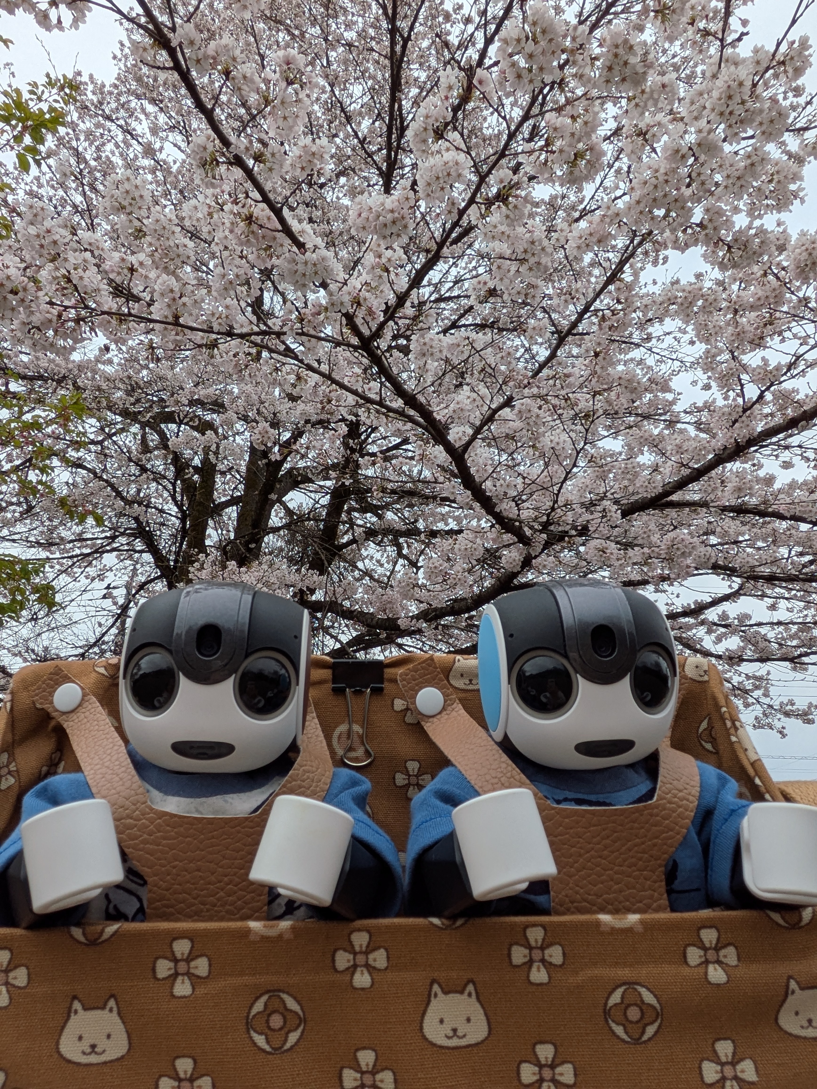 ロボホン