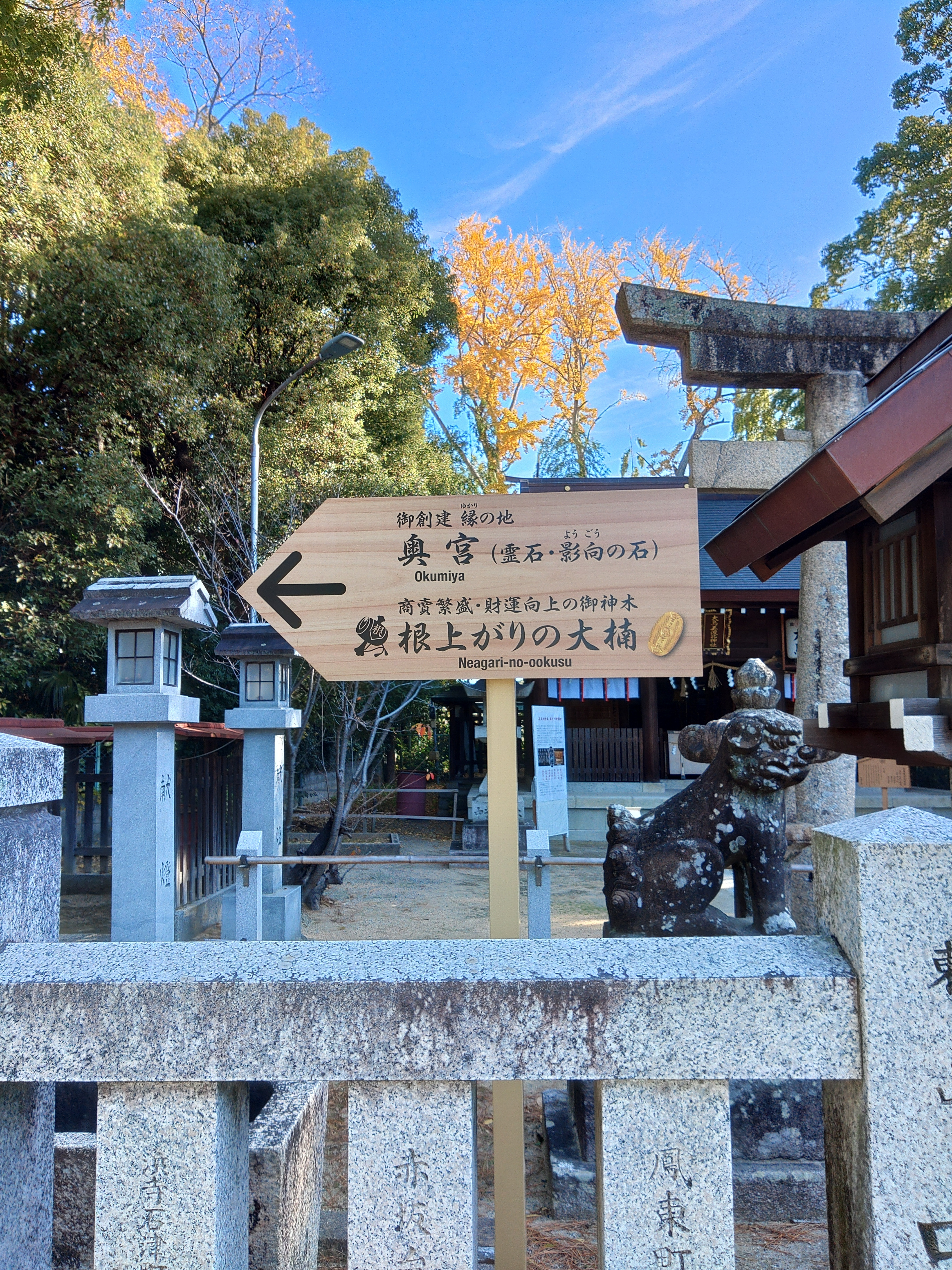 根(値)上がりの大楠 | TORQUE STYLE