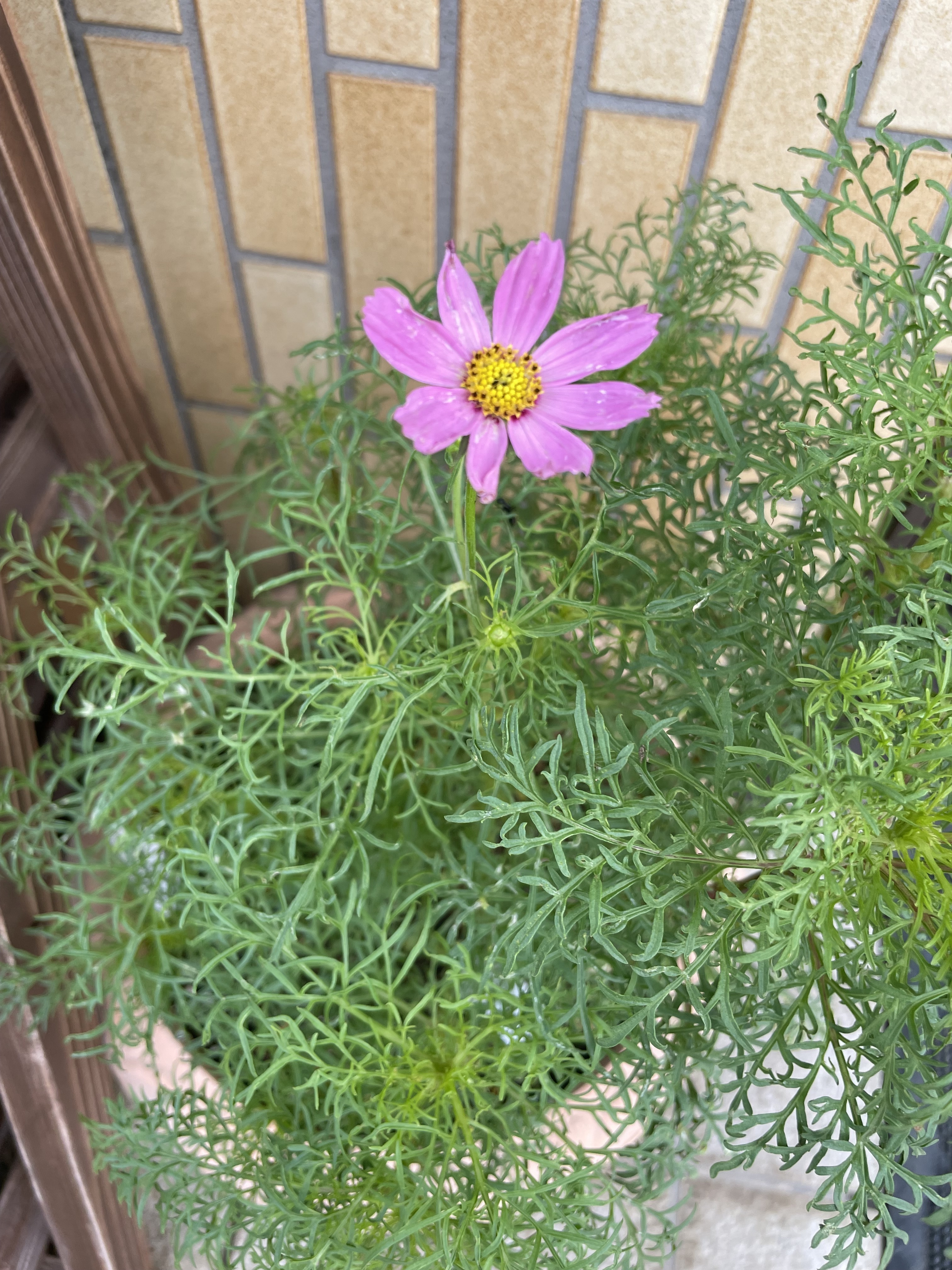 BABYコスモス、咲く | CAINZ DIY Square