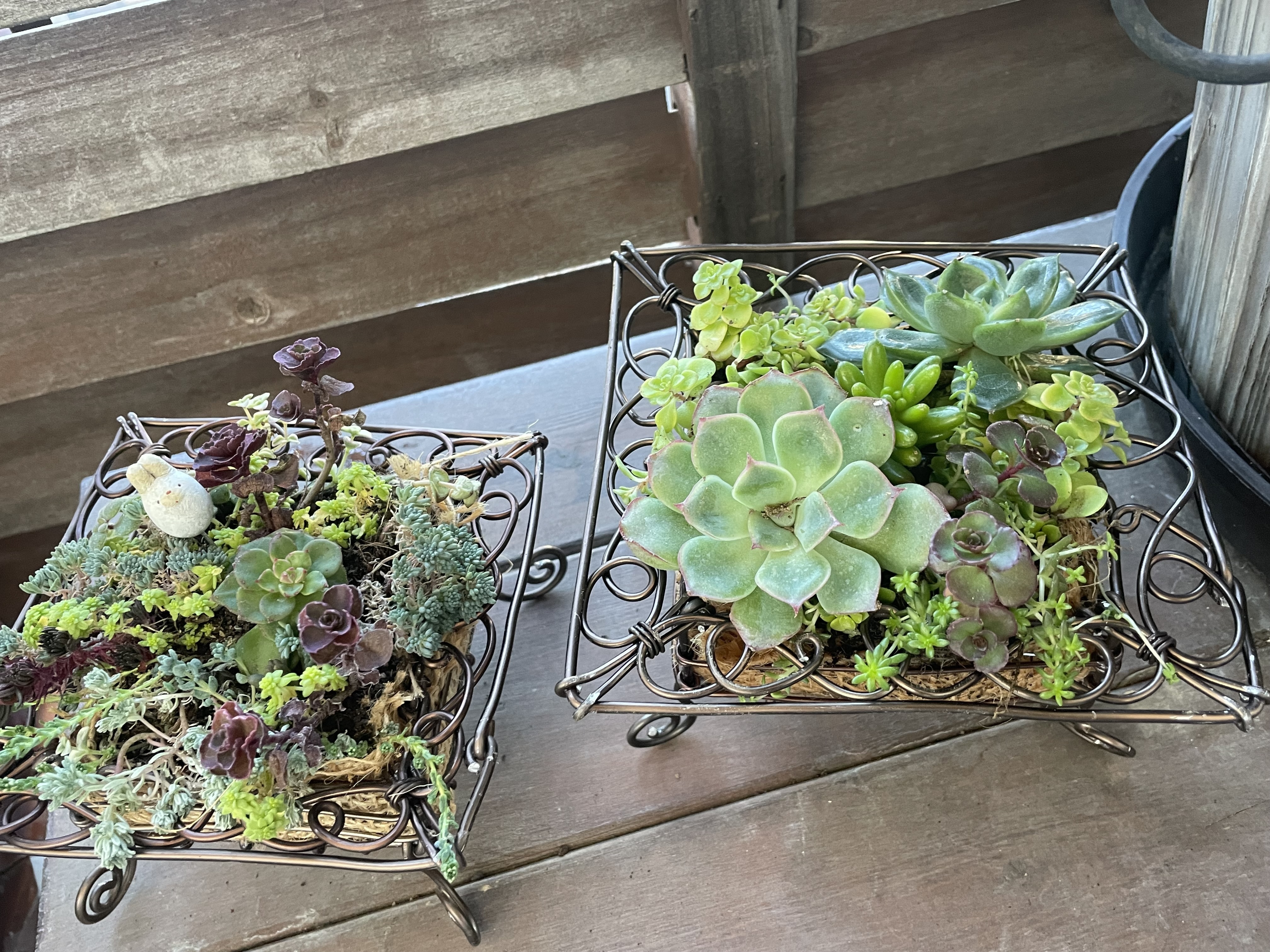 ✿多肉寄せ植え✿ワイヤークラフト✿そのまま飾れます オーダー承ります 多肉植物寄せ植え そのまま飾れる ブーケ寄せ