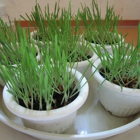 6月14日にまいた猫草の種 その2 | DAISOの輪