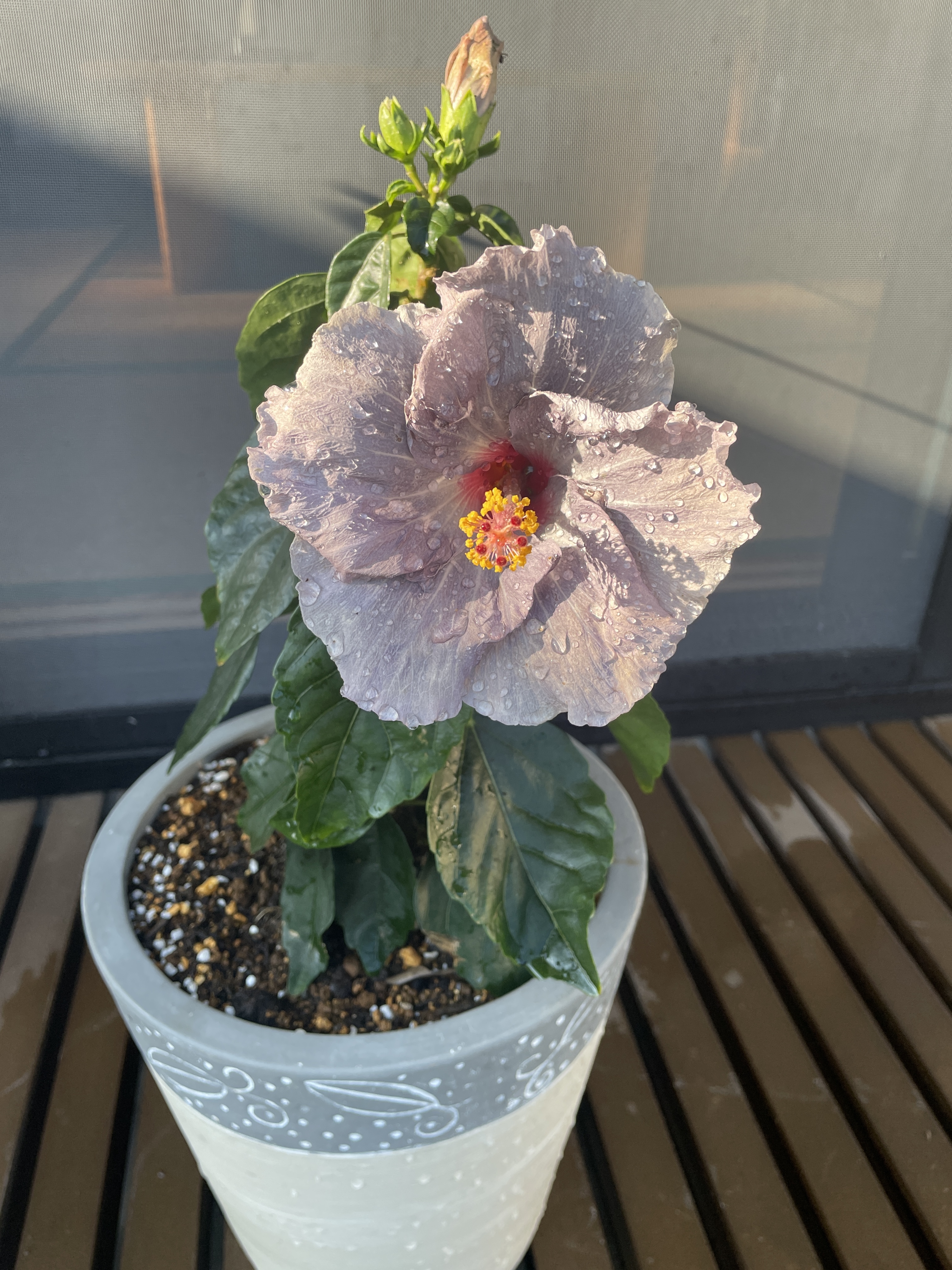 紫色ハイビスカス三味線 紫と黄色のハイビスカスの花の種 – Pure Asia Seeds