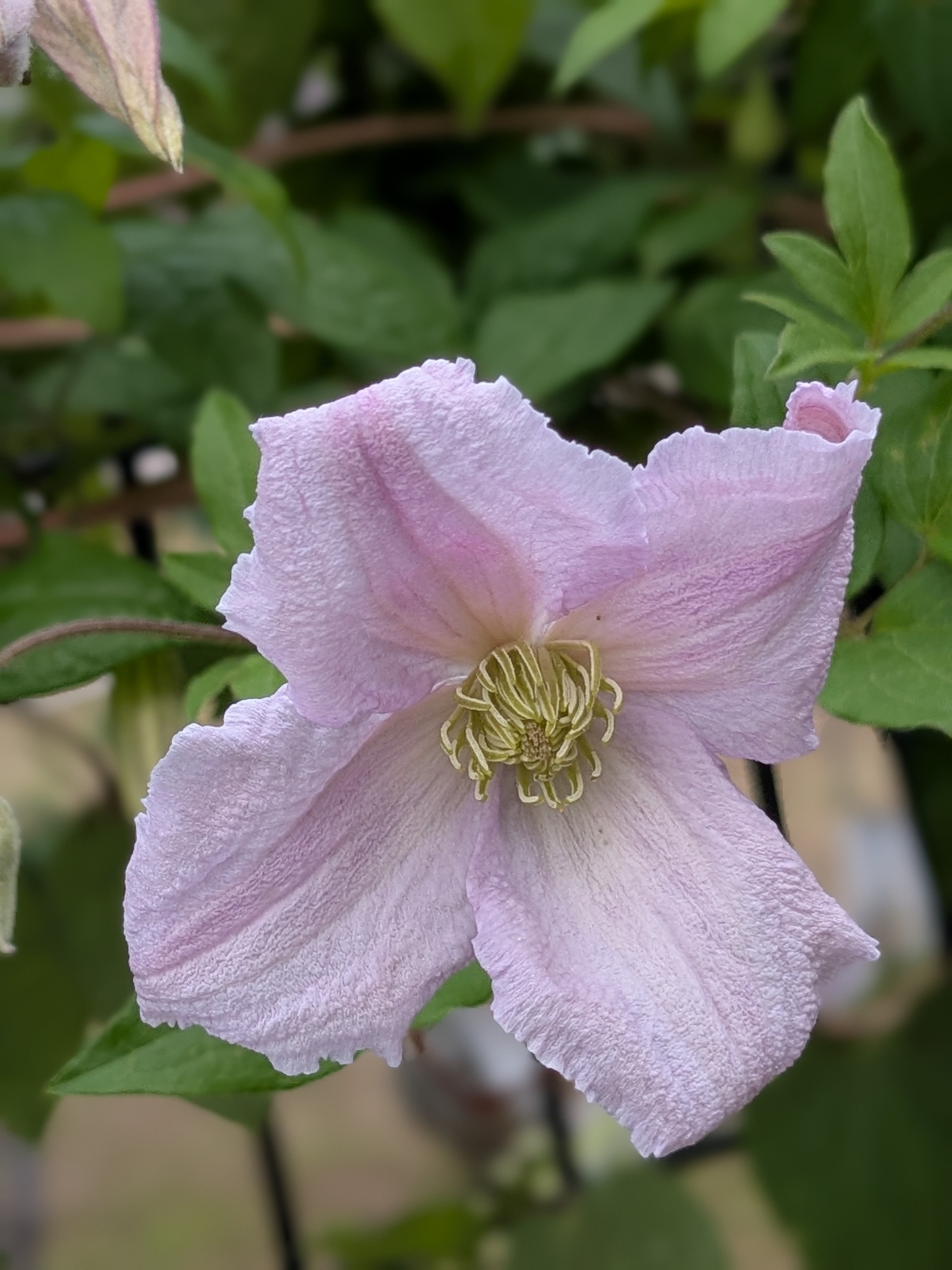 クレマチス！　クリンスイ クレマチス7番目の開花 | CAINZ DIY Square