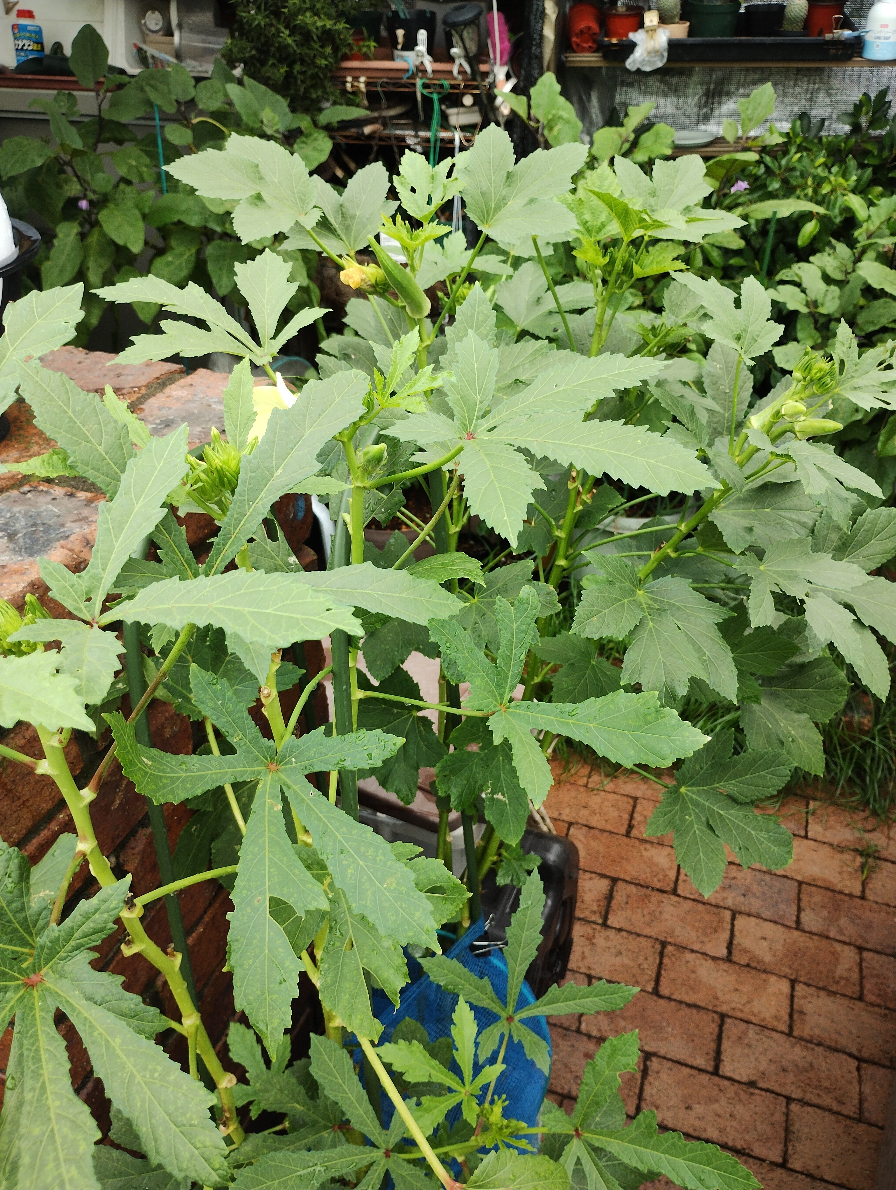 2株半額・3株無料】P. Banna#A 子株付 GREEN PLAZA21産 Compra Plantains