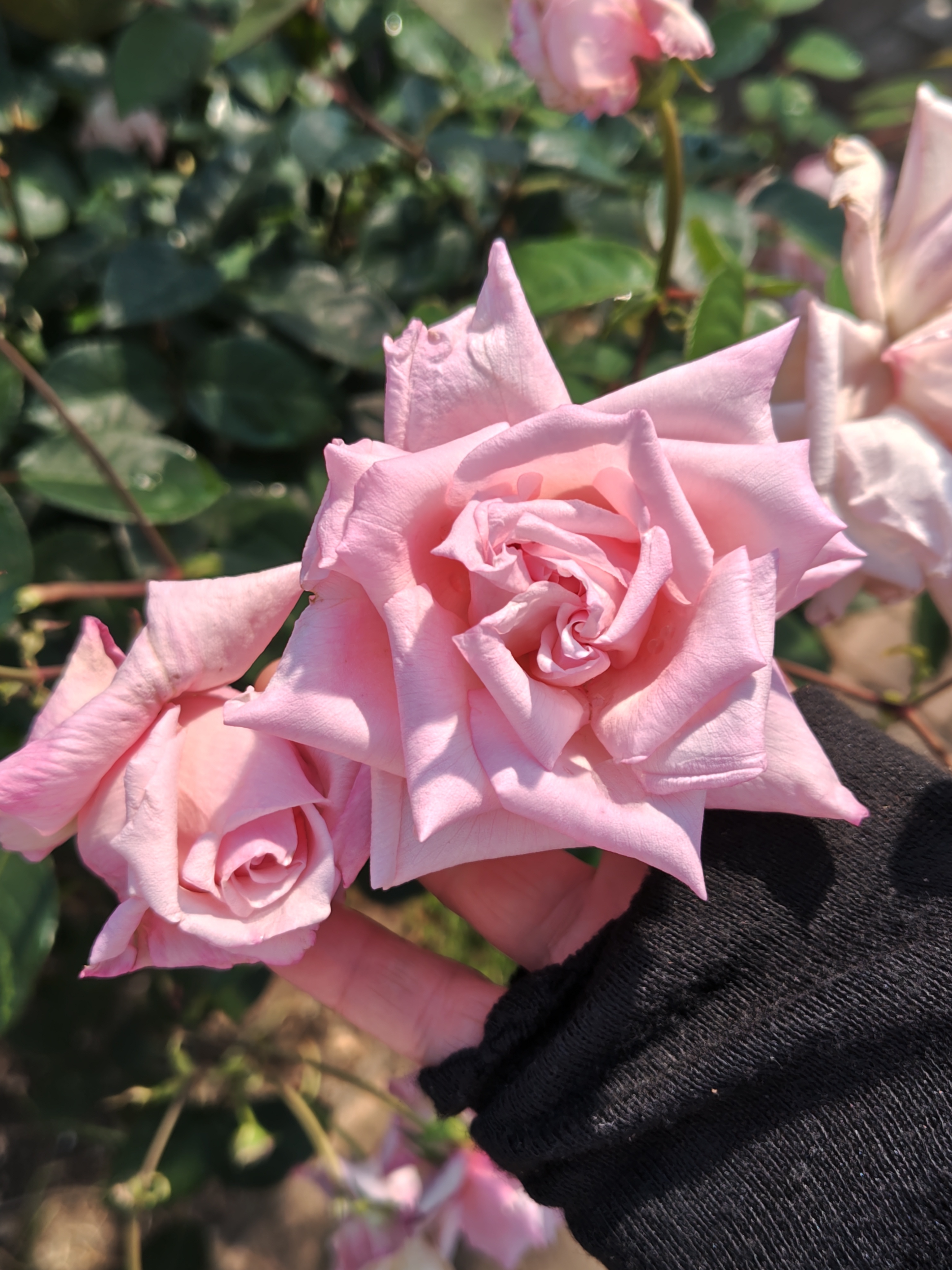 今年はイイ感じに🌹 | CAINZ DIY Square