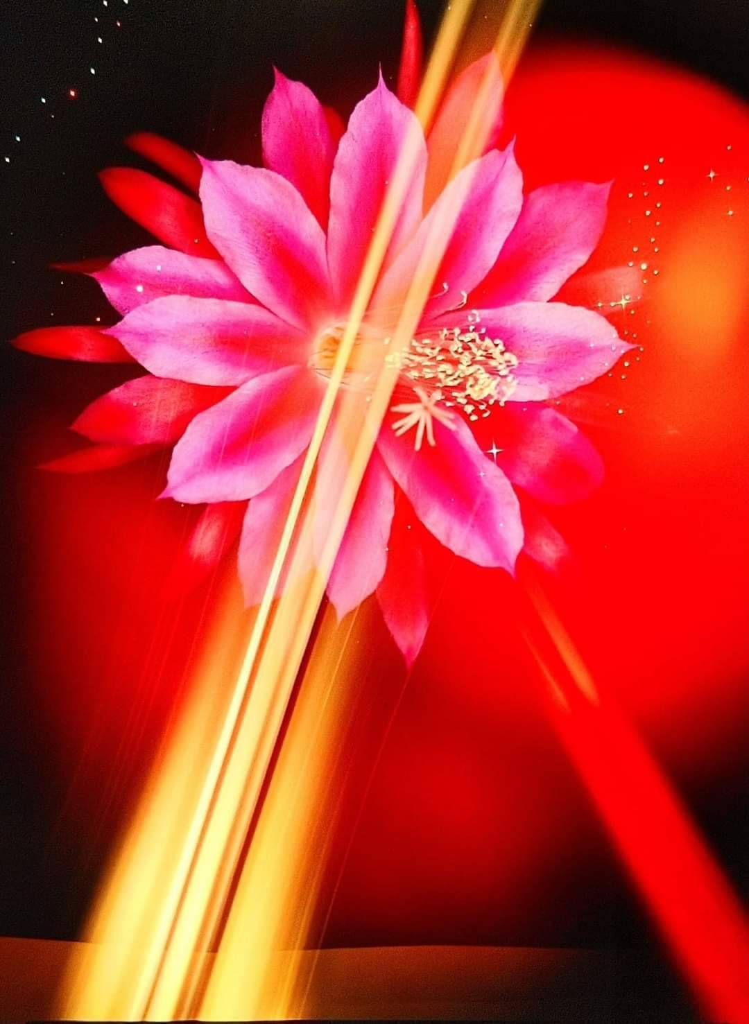 人知れず真夜中に咲く大輪の花… | TORQUE STYLE
