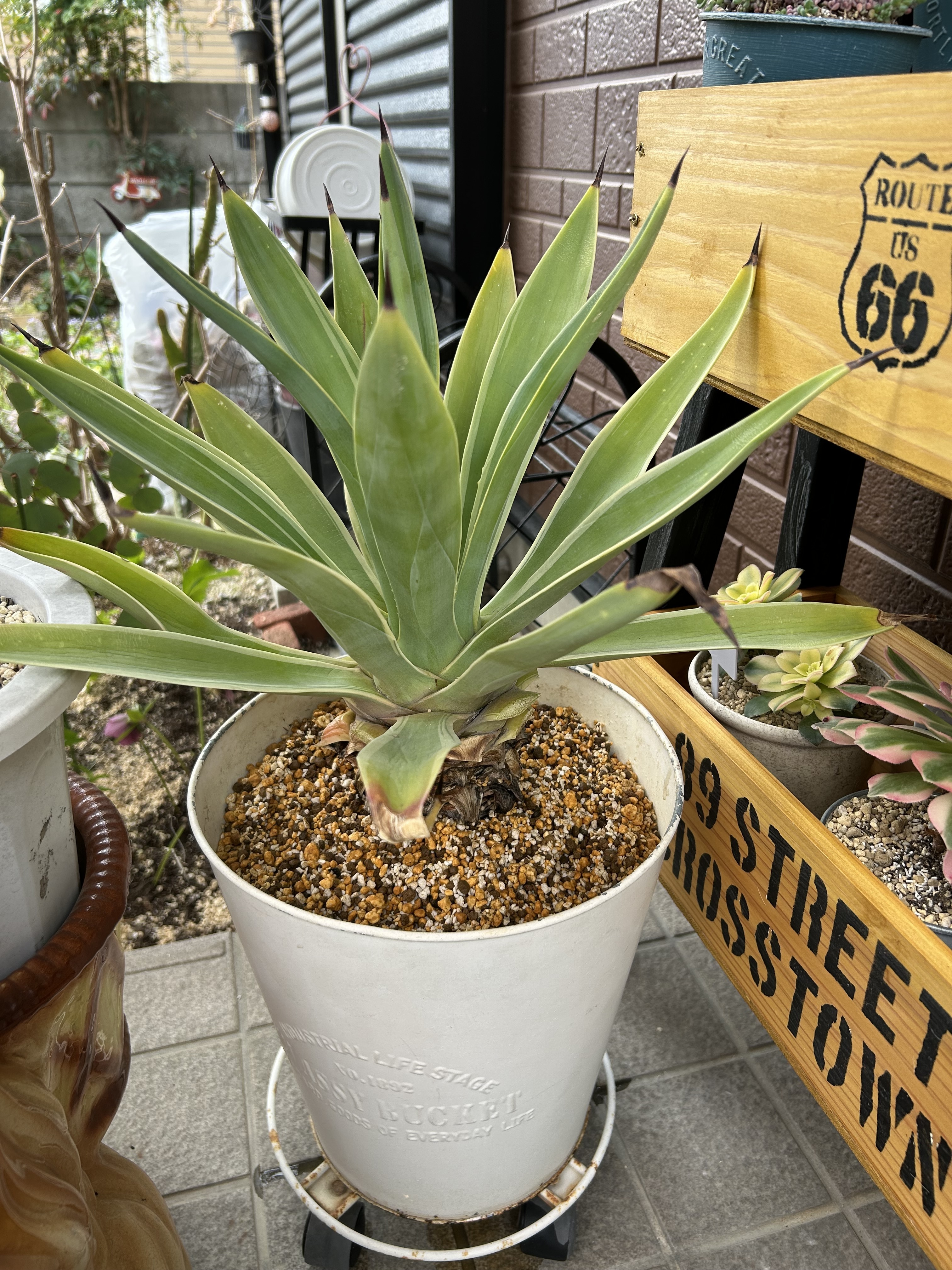 アガベ | CAINZ DIY Square