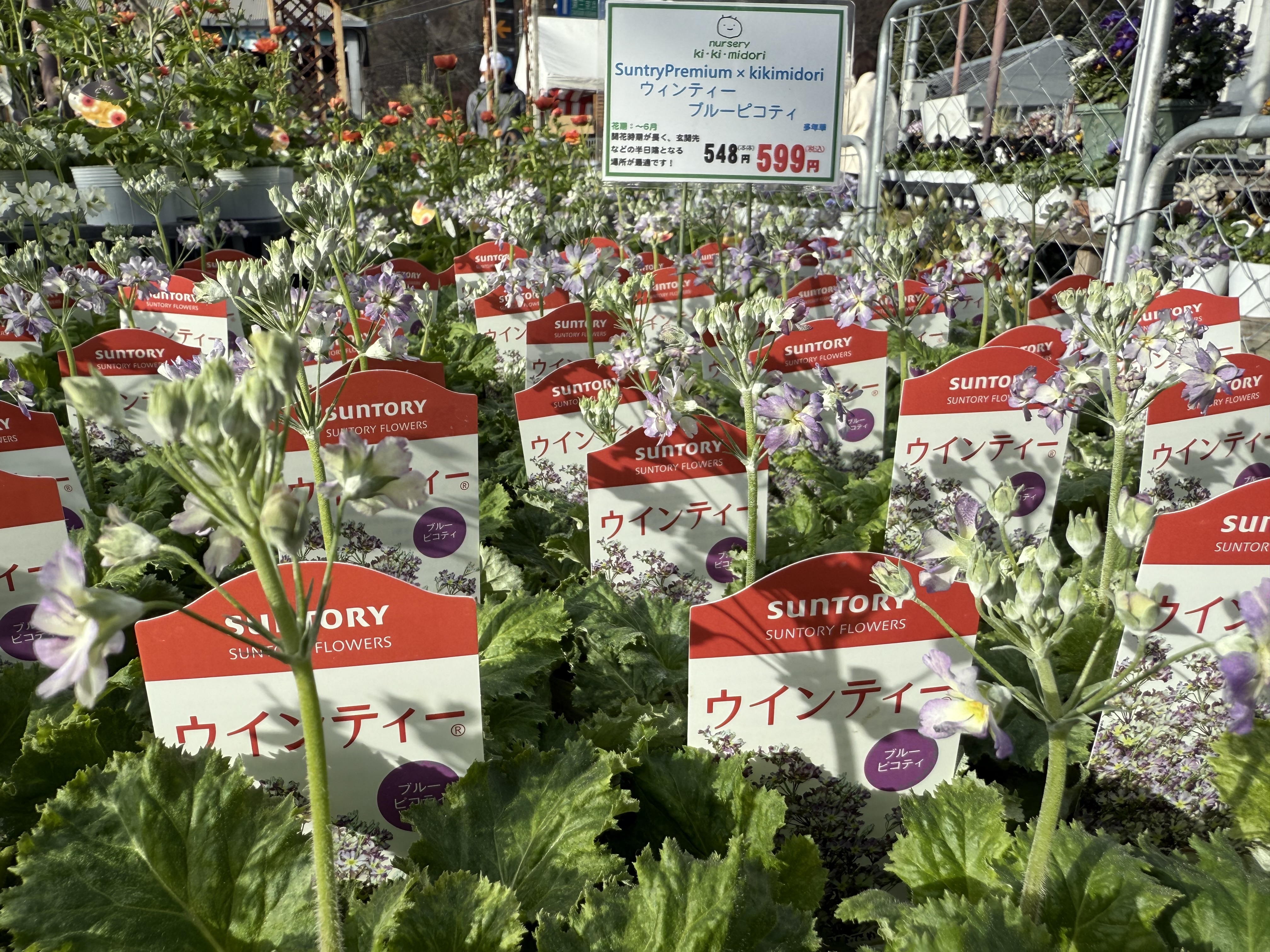 開花株発見👻 | SUNSUNガーデン