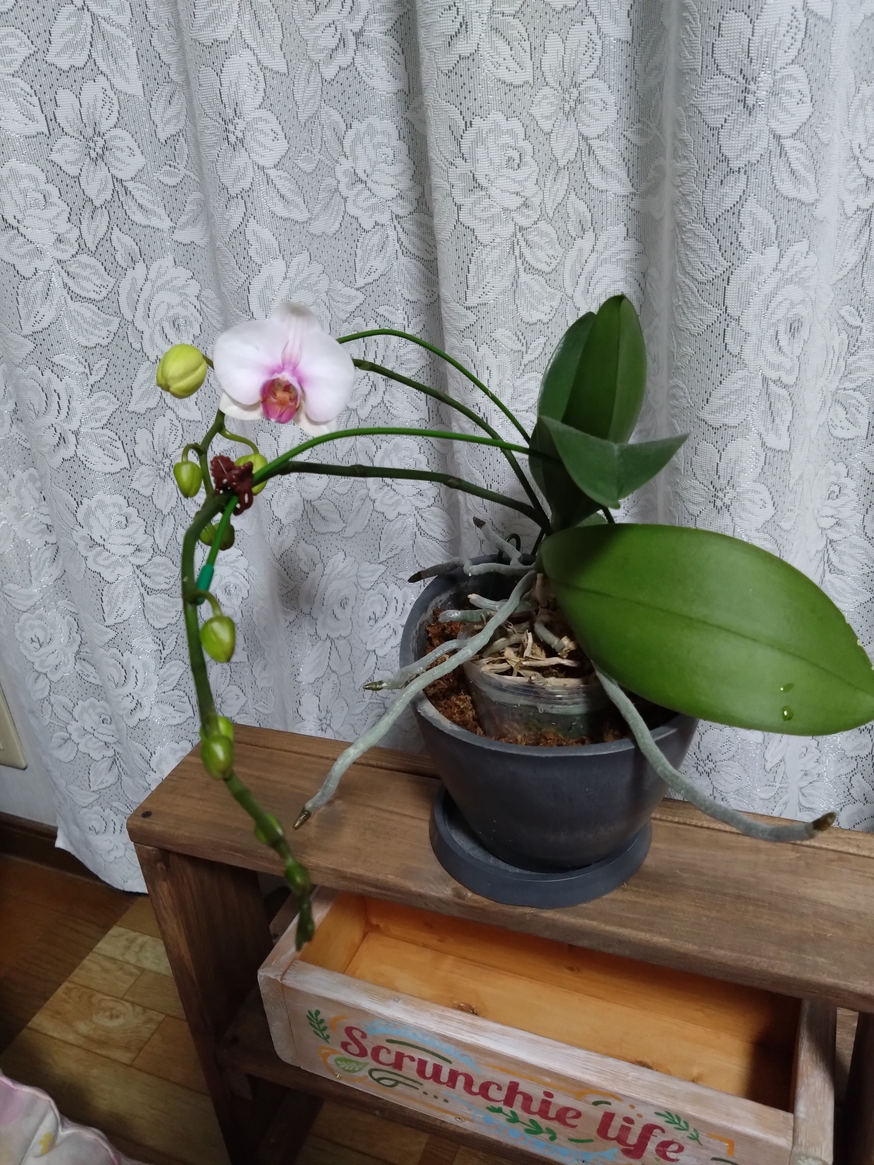 可愛いオコジョて栗のロースツール 可愛いオコジョて栗のロースツール