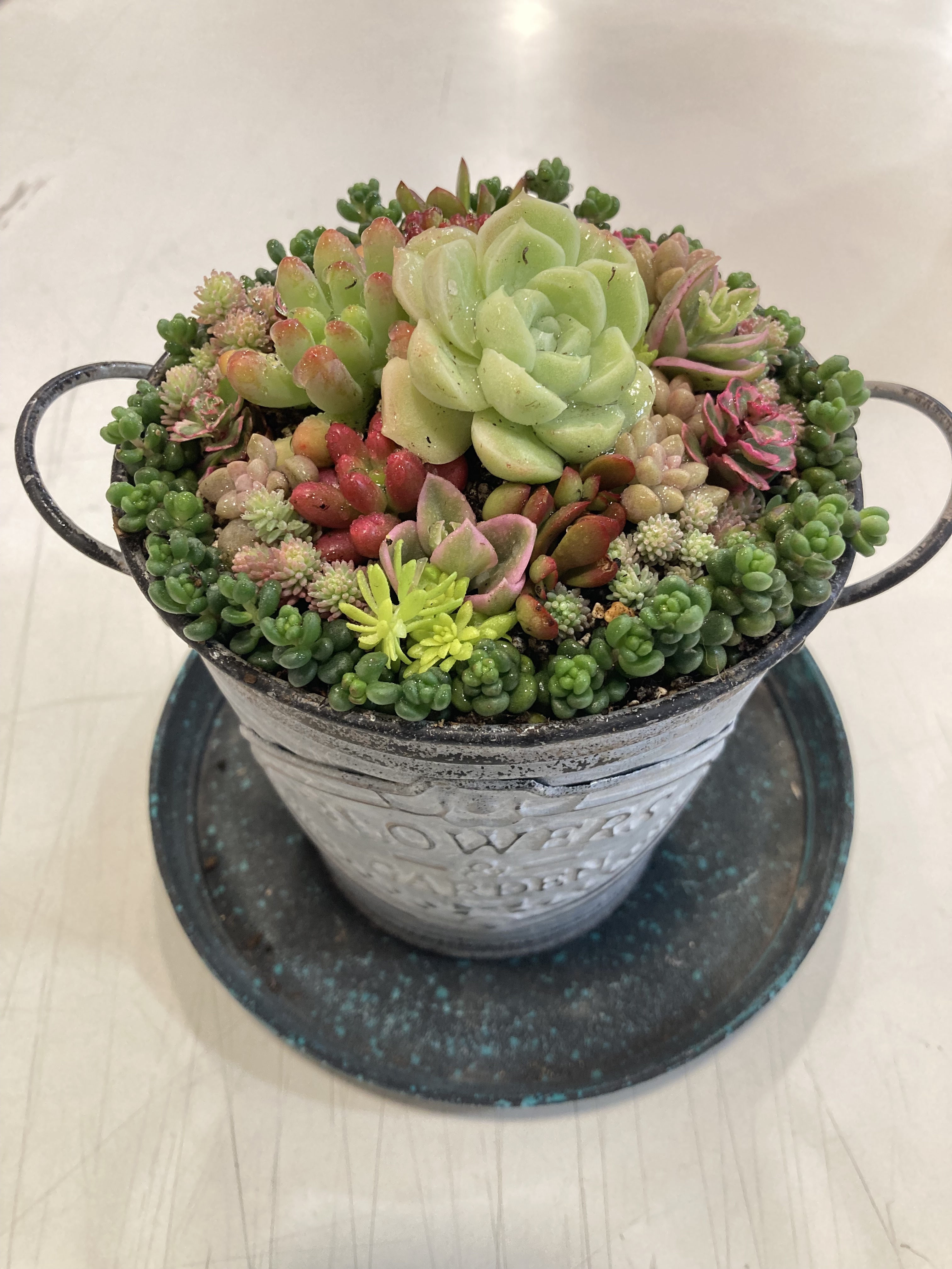 多肉ちゃん | CAINZ DIY Square