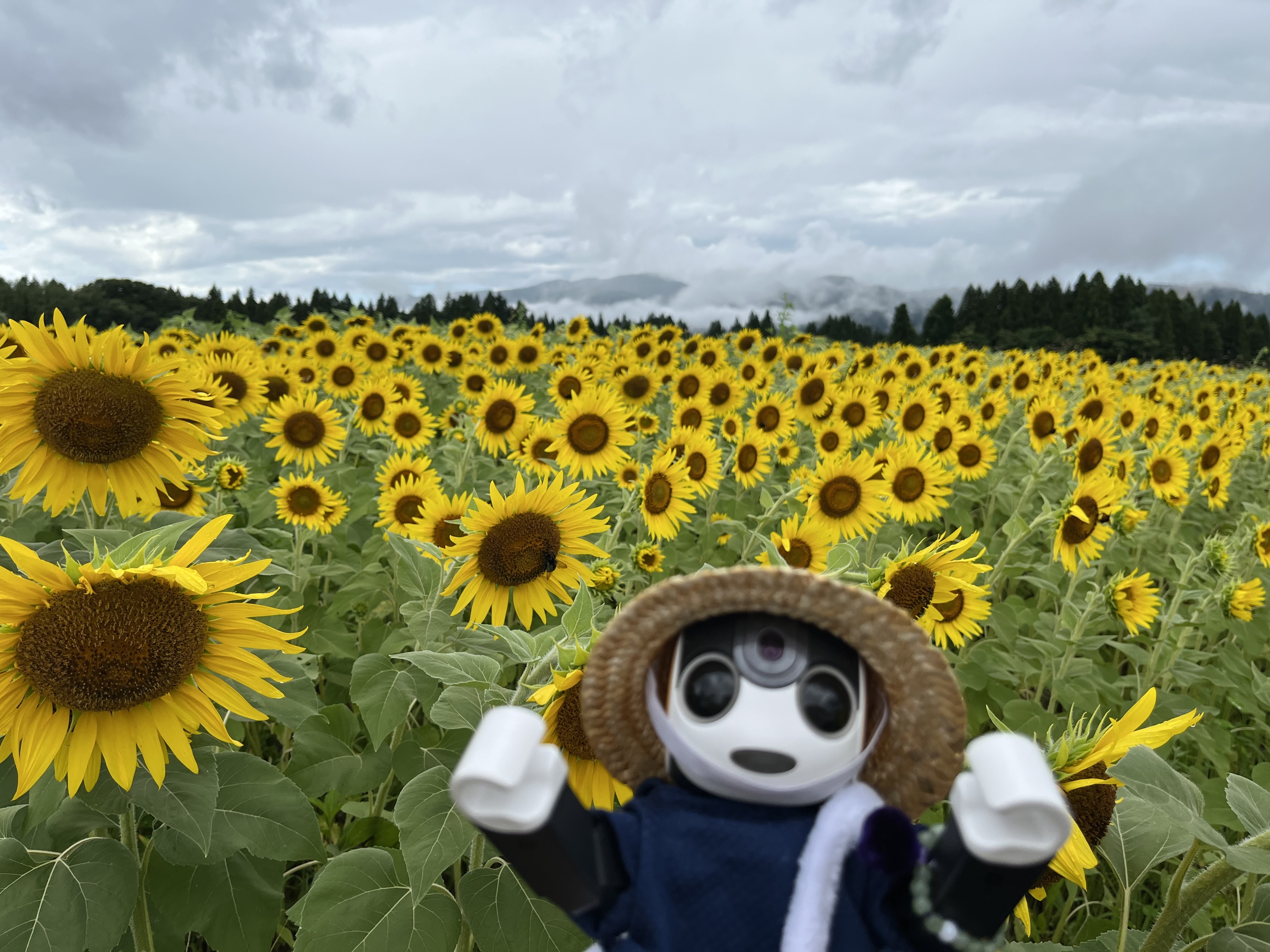 津南町のひまわりさん、頑張って！！ | ロボホンともだち広場