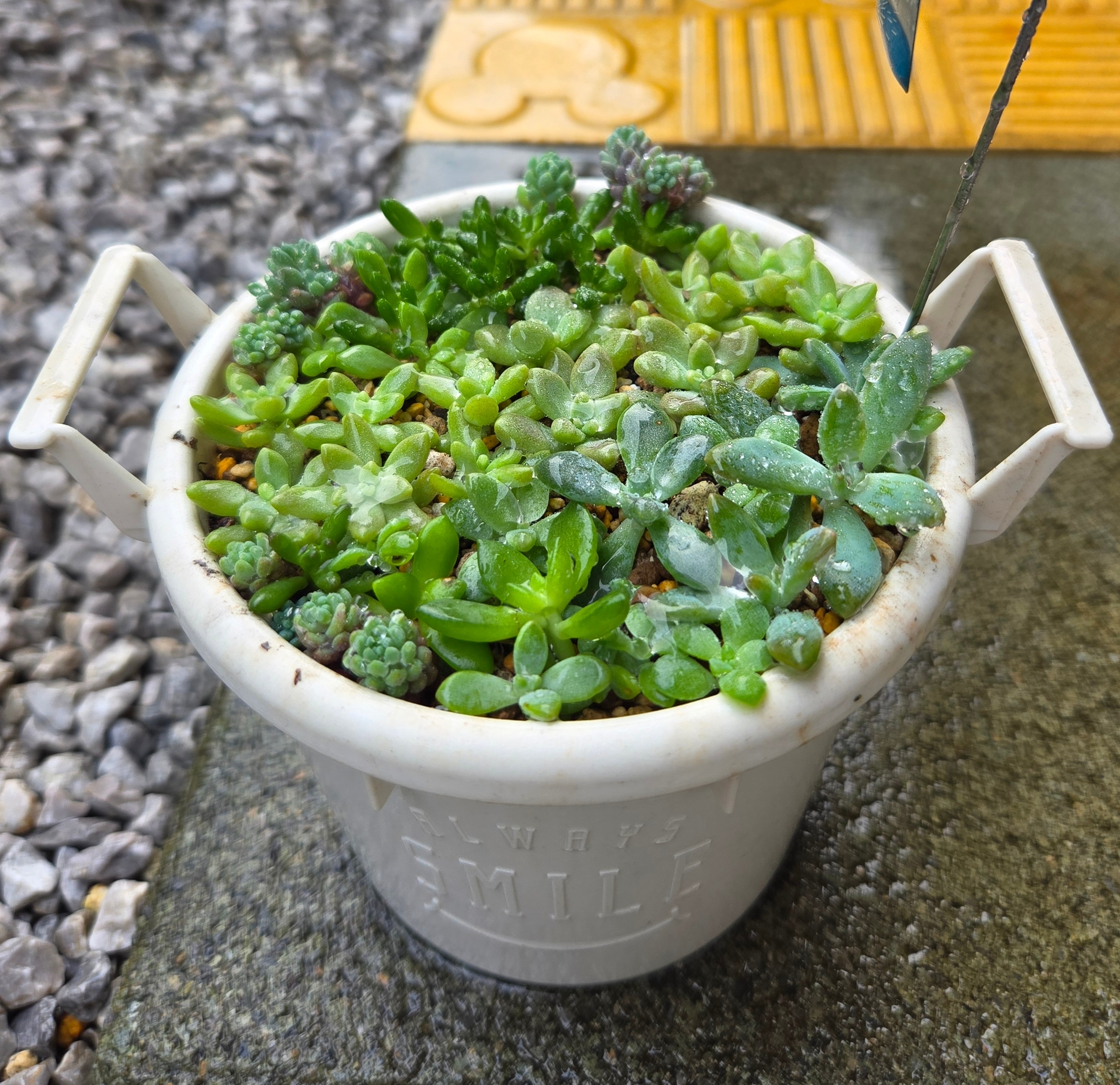 多肉の寄せ植え | CAINZ DIY Square