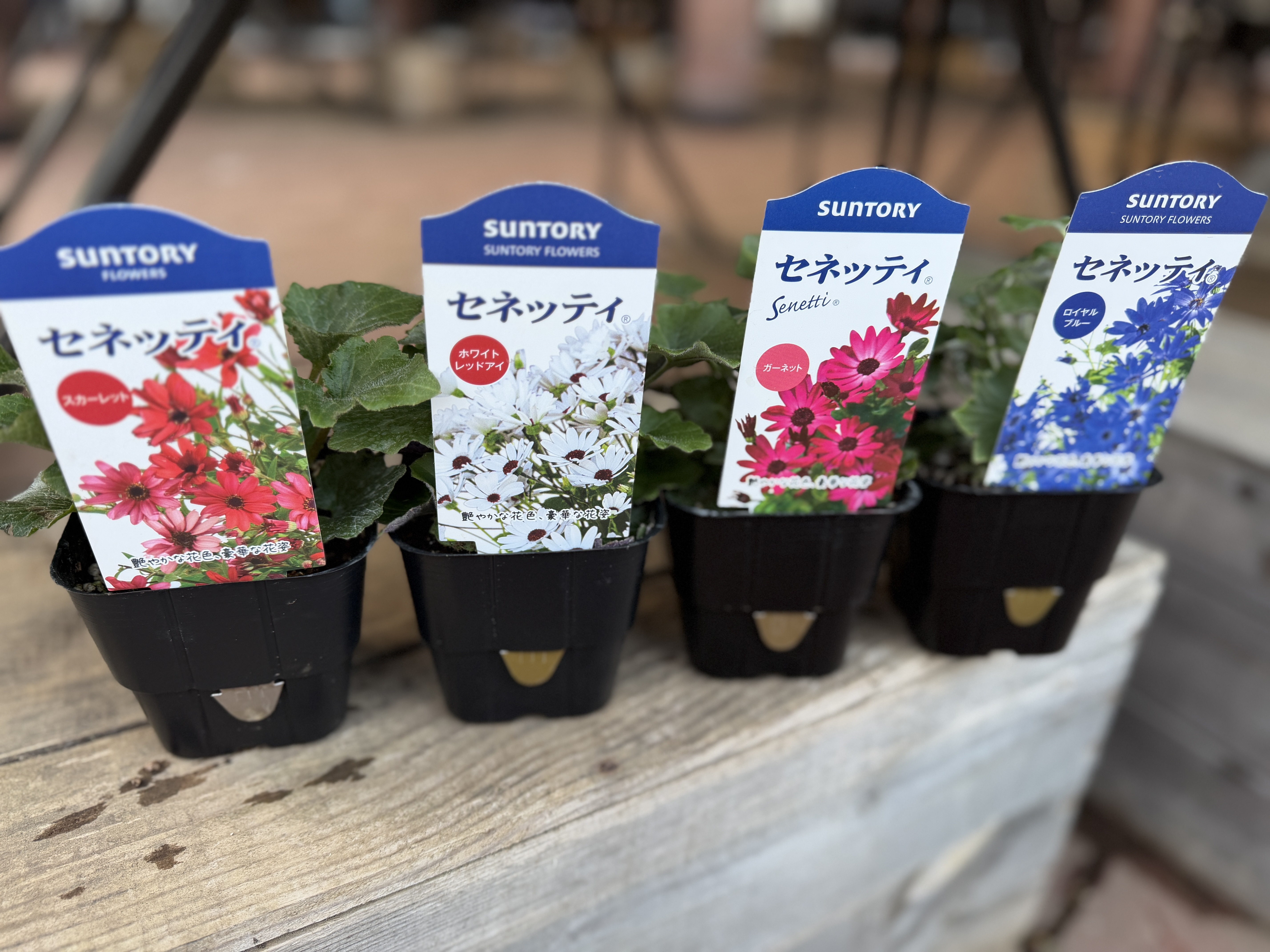 はじめまして😍 | SUNSUNガーデン