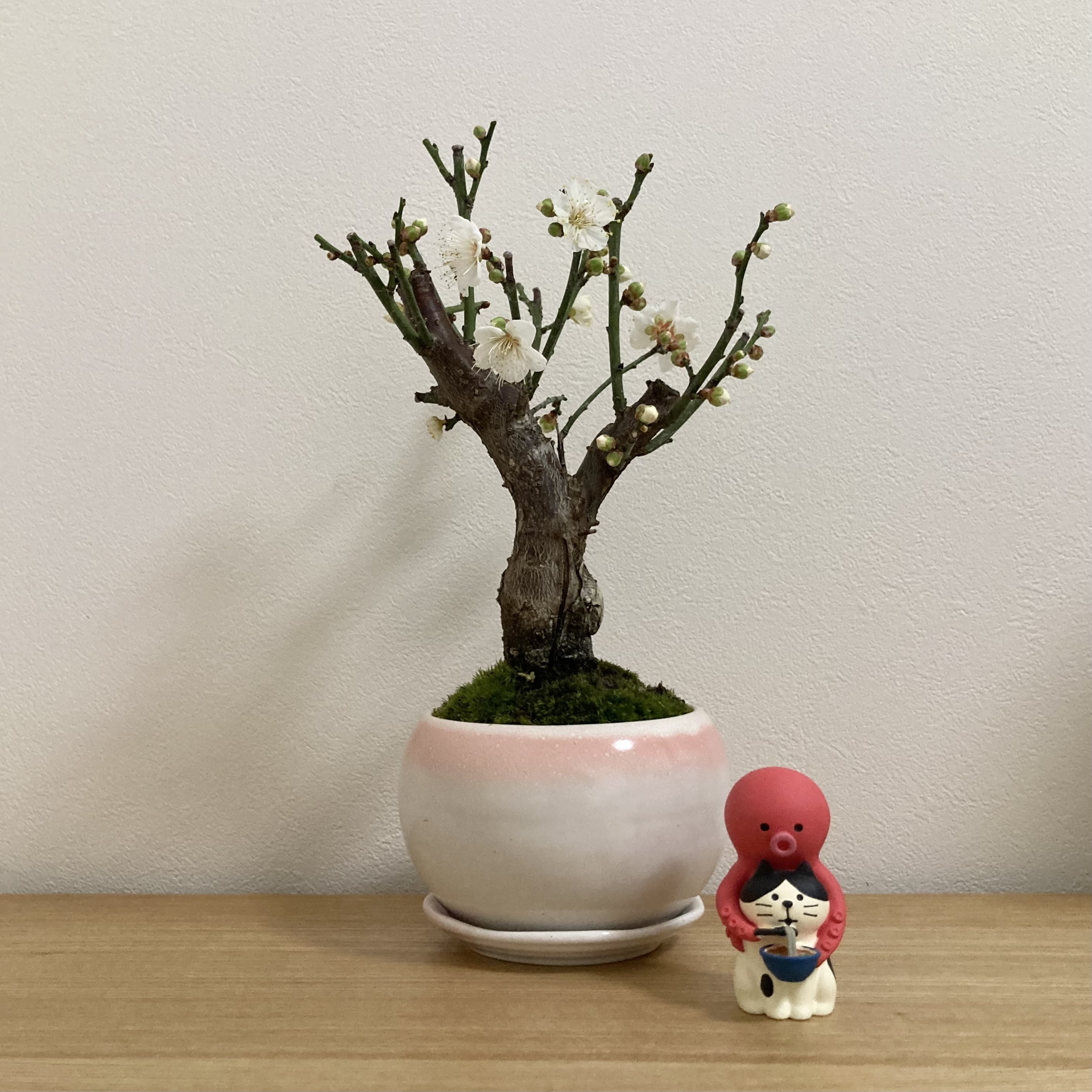 梅盆栽 | CAINZ DIY Square