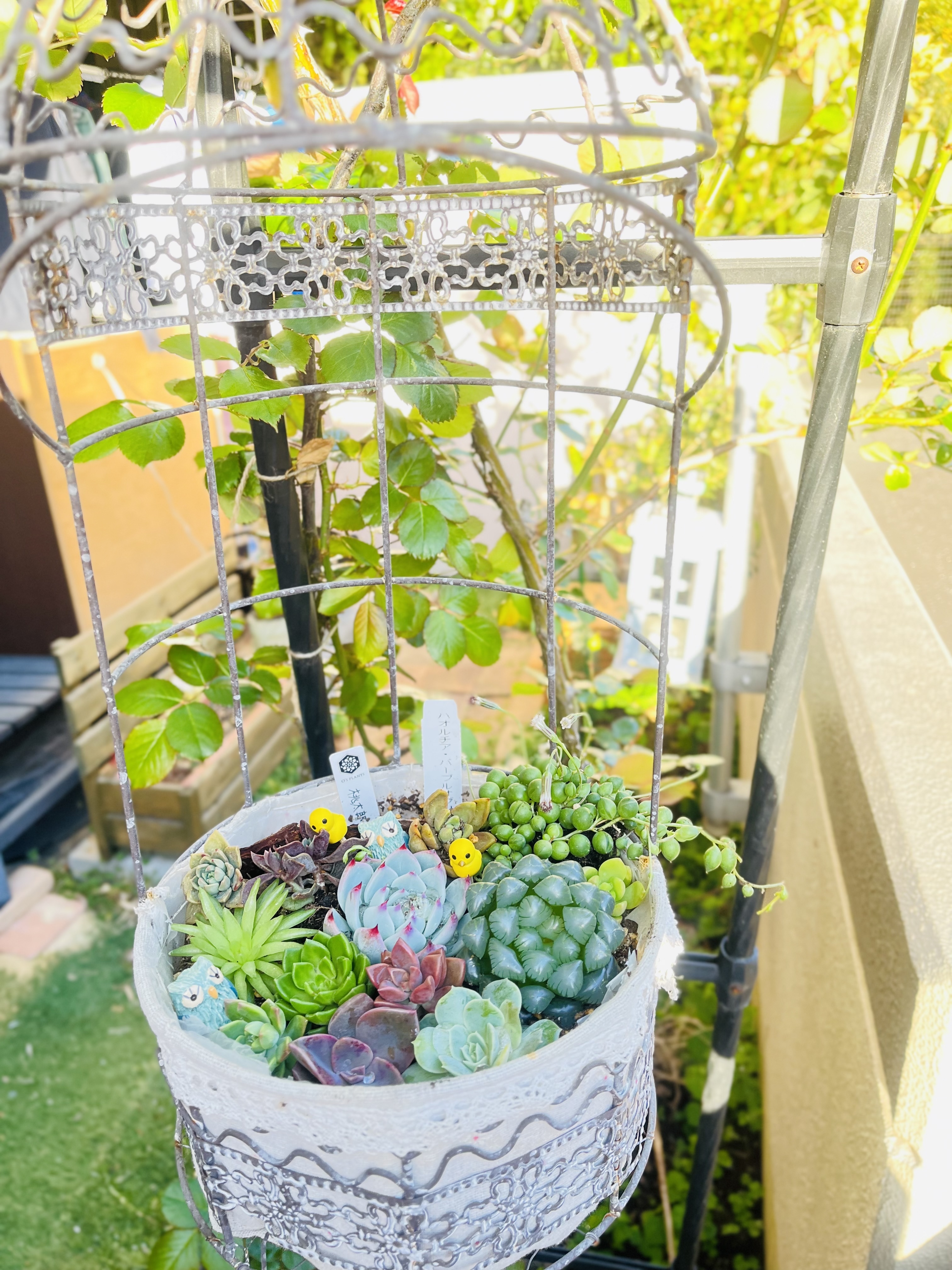 多肉の寄せ植え | CAINZ DIY Square