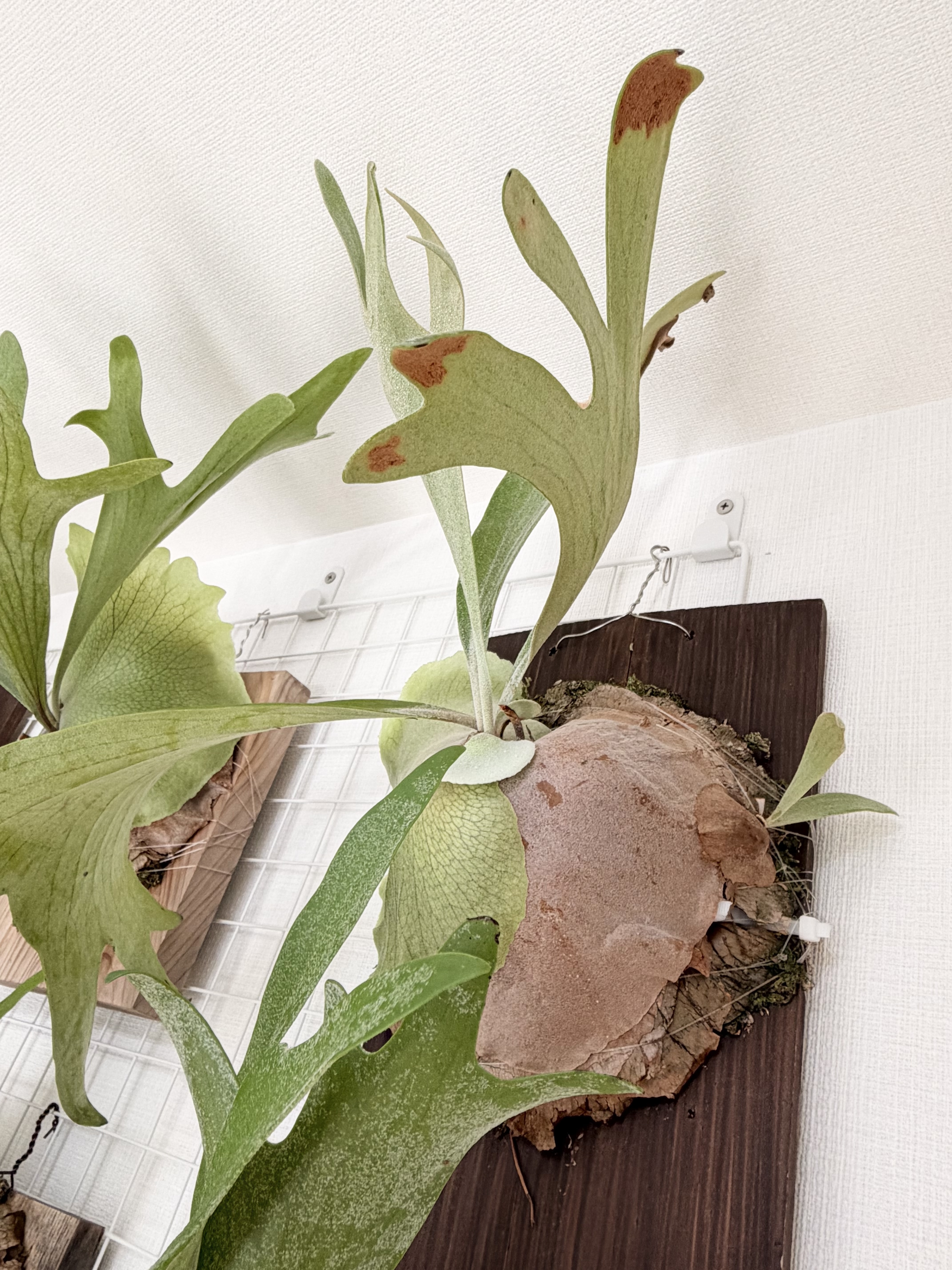 ナ*-様 x626 stitch 胞子　ビカクシダ ナ*-様 x626 stitch 胞子 ビカクシダ ナ*-様 x626 stitch 胞子