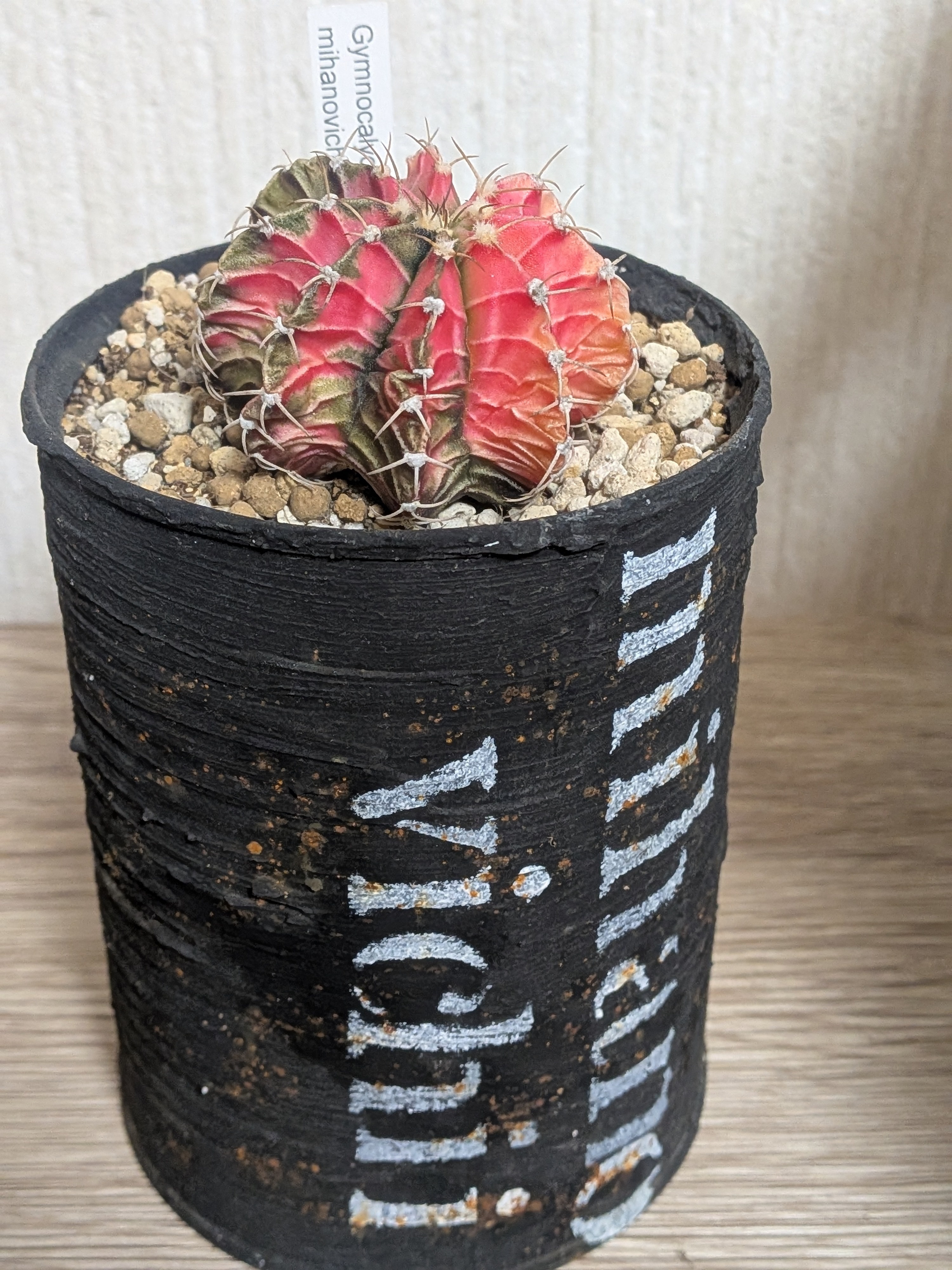 Prizum 特大 (韓国苗) ギムノカリキウム | CAINZ DIY Square