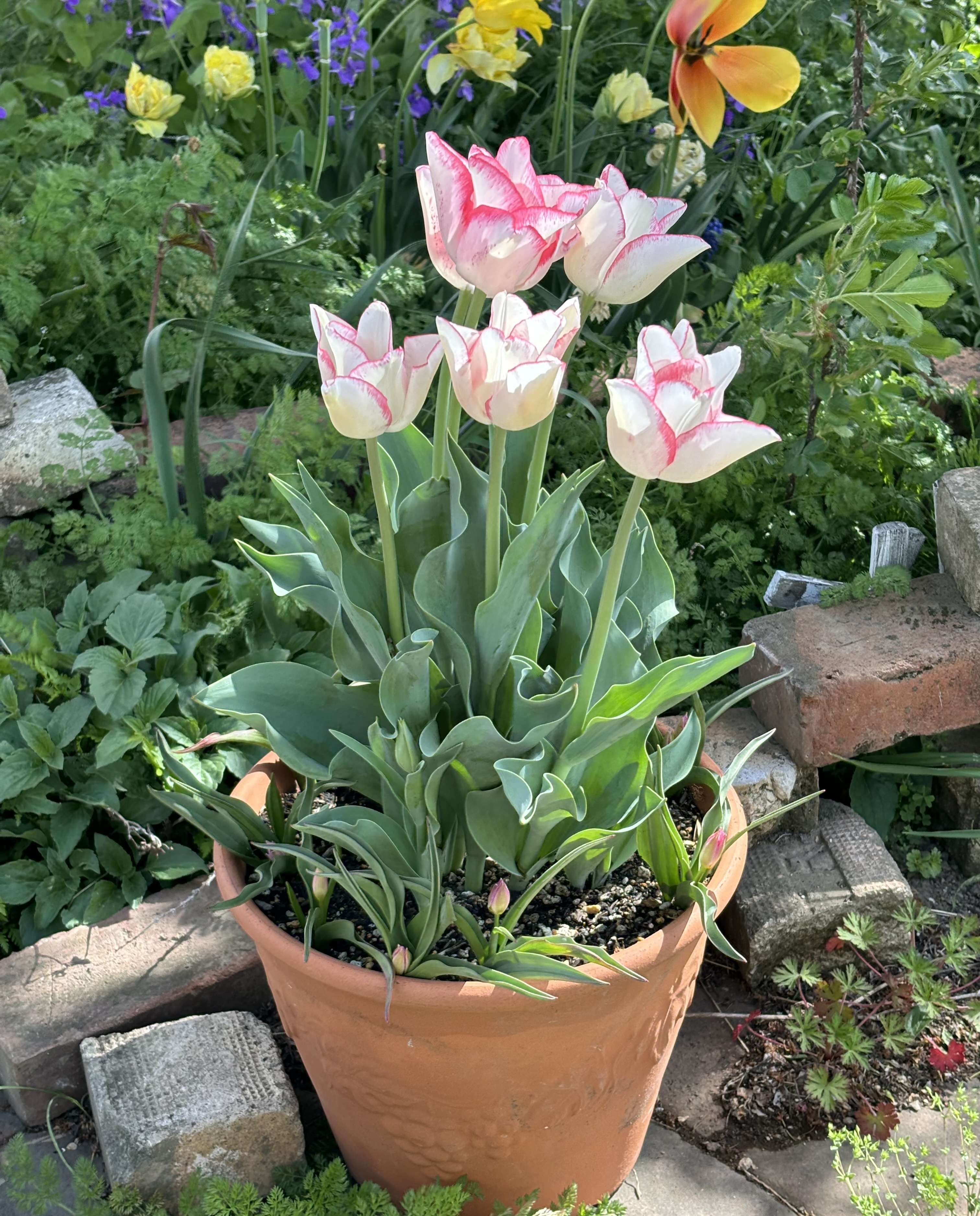 チューリップの花束植え♪ | CAINZ DIY Square