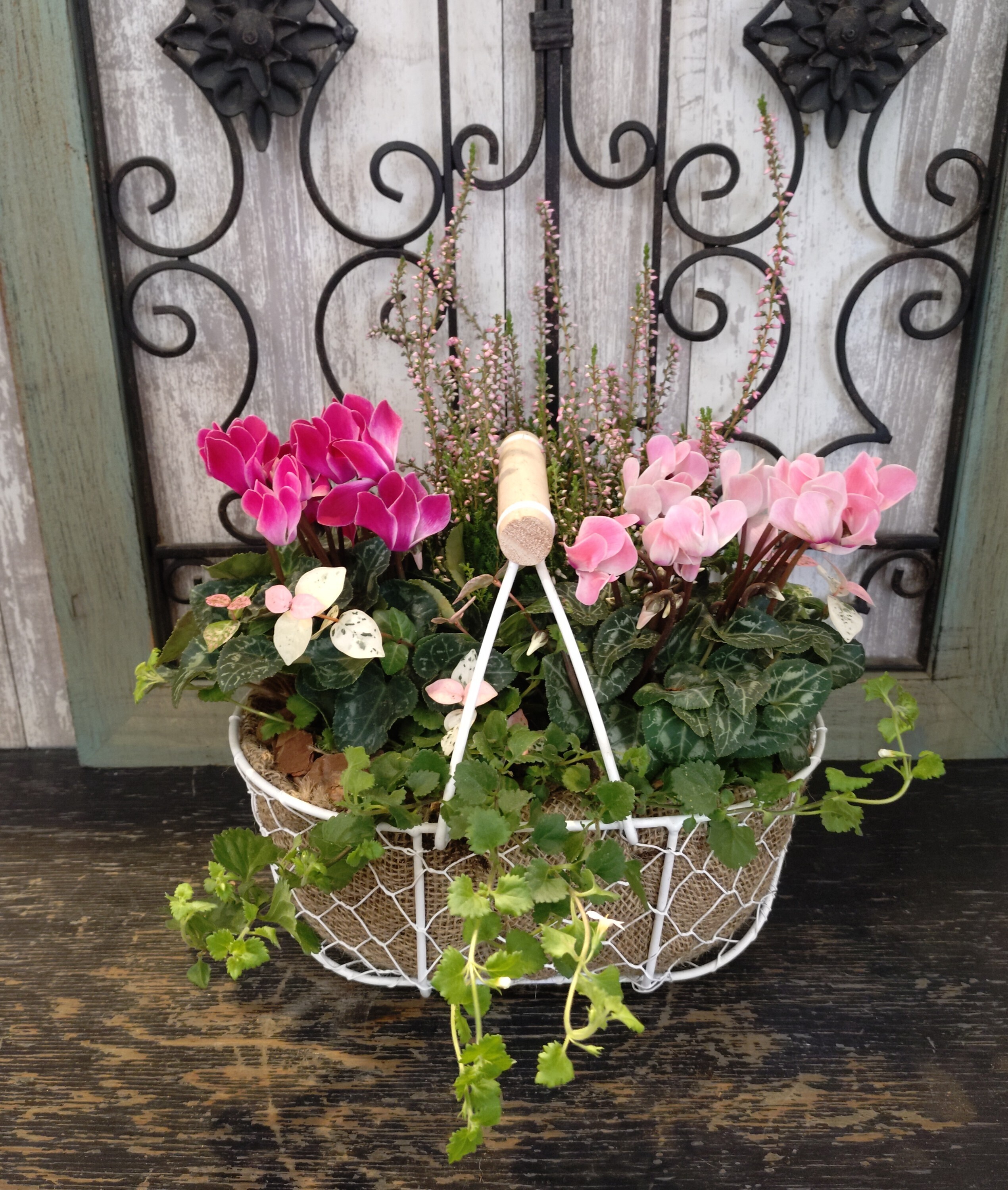 GWSガーデンシクラメンの寄せ植え | CAINZ DIY Square