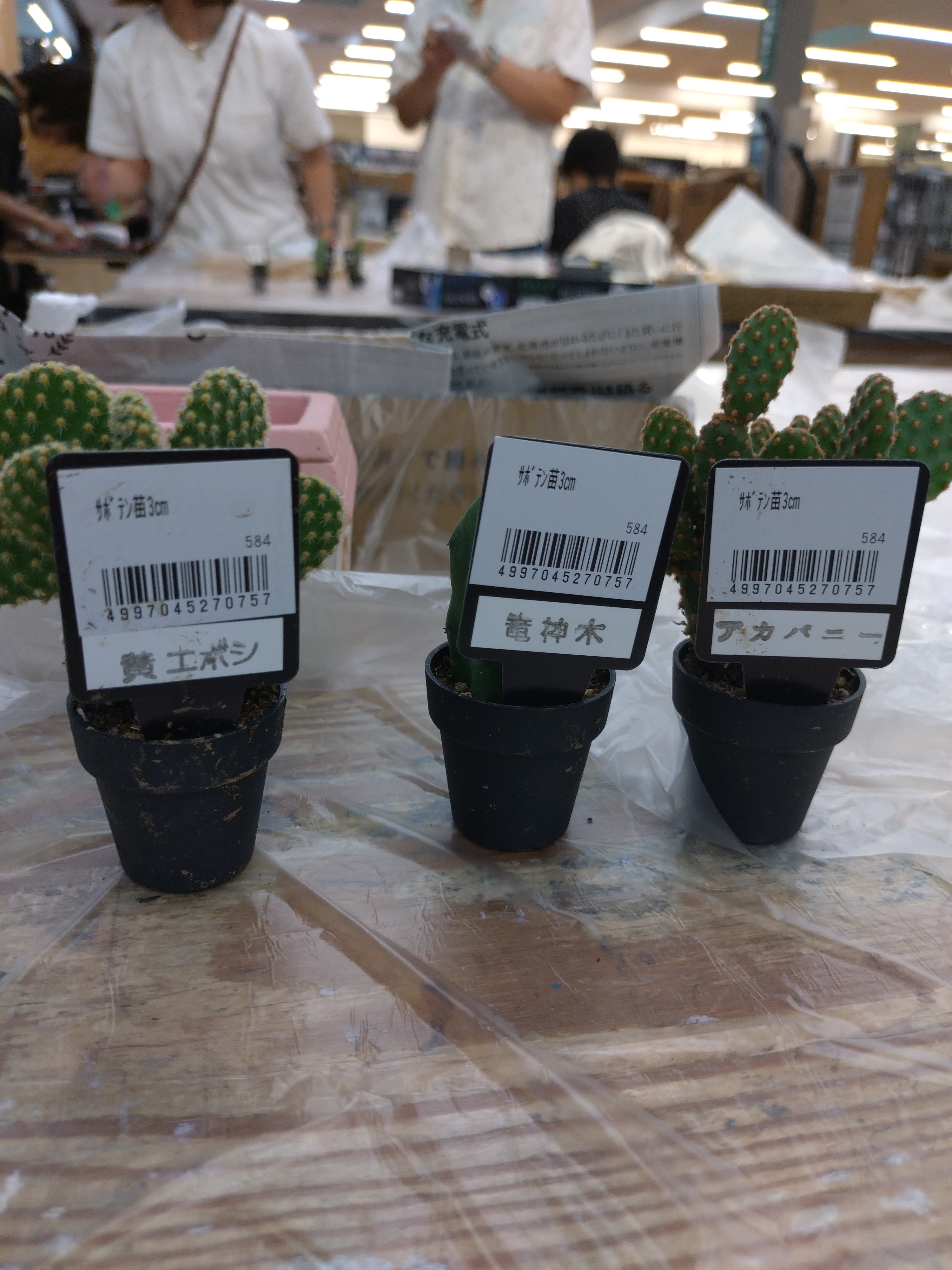 初めてのサボテン🌵の寄せ植えWS | CAINZ DIY Square