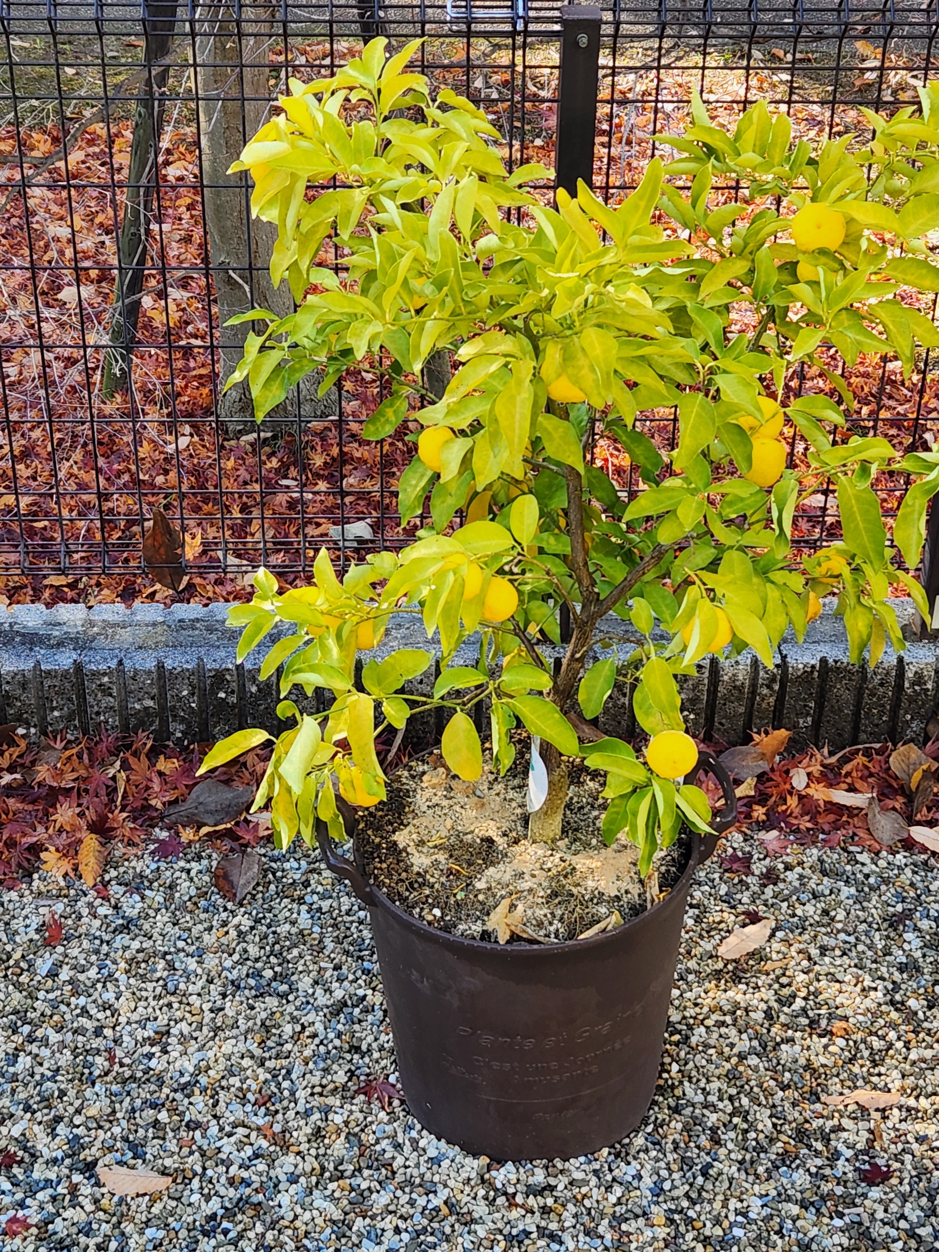 柚子がたくさんなりました | CAINZ DIY Square