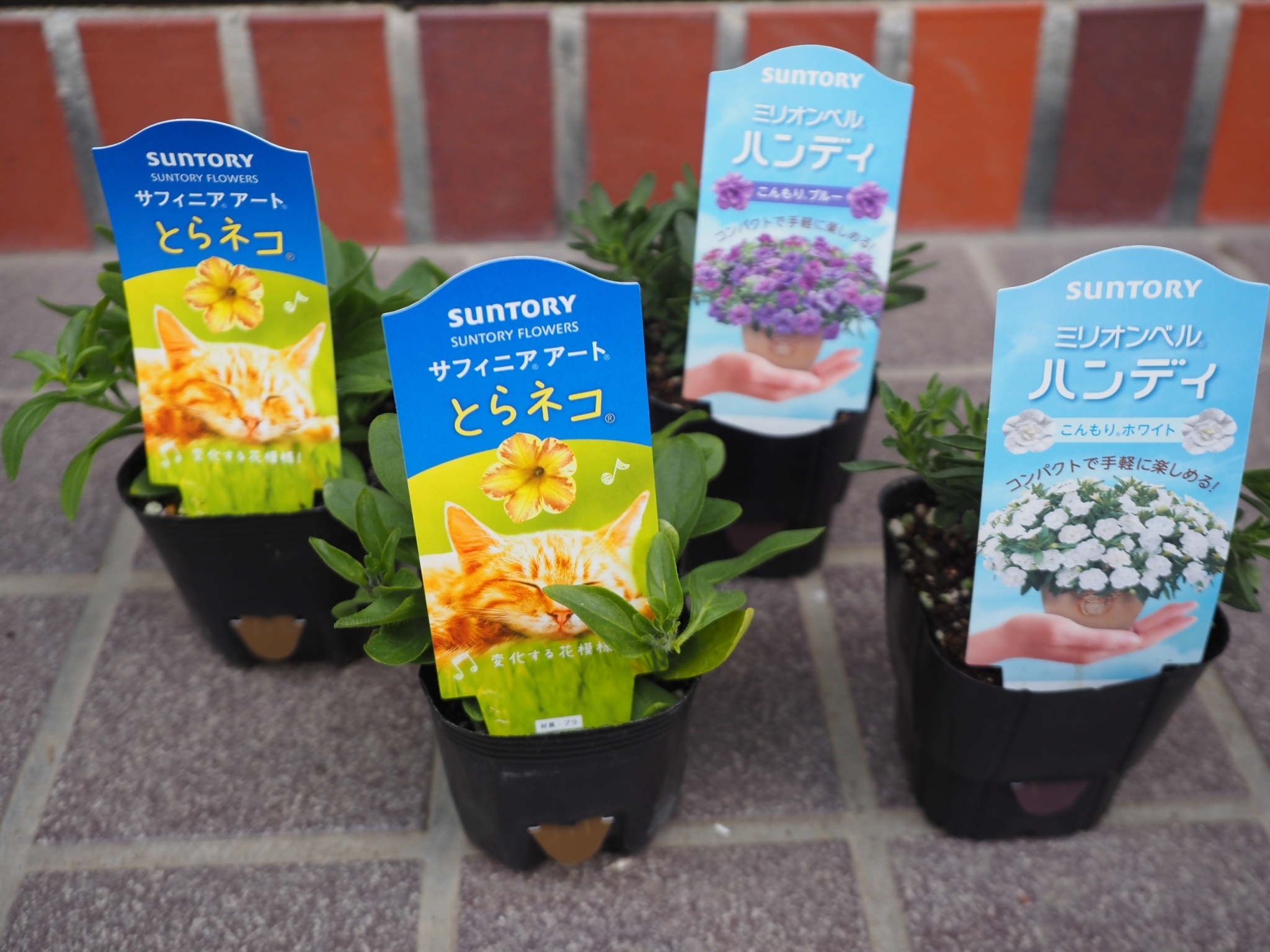 Leon Sadler Sun Flowers　レオン・サドラー　限定100部 とらネコ&ミリオンベルハンディお迎え | SUNSUNガーデン